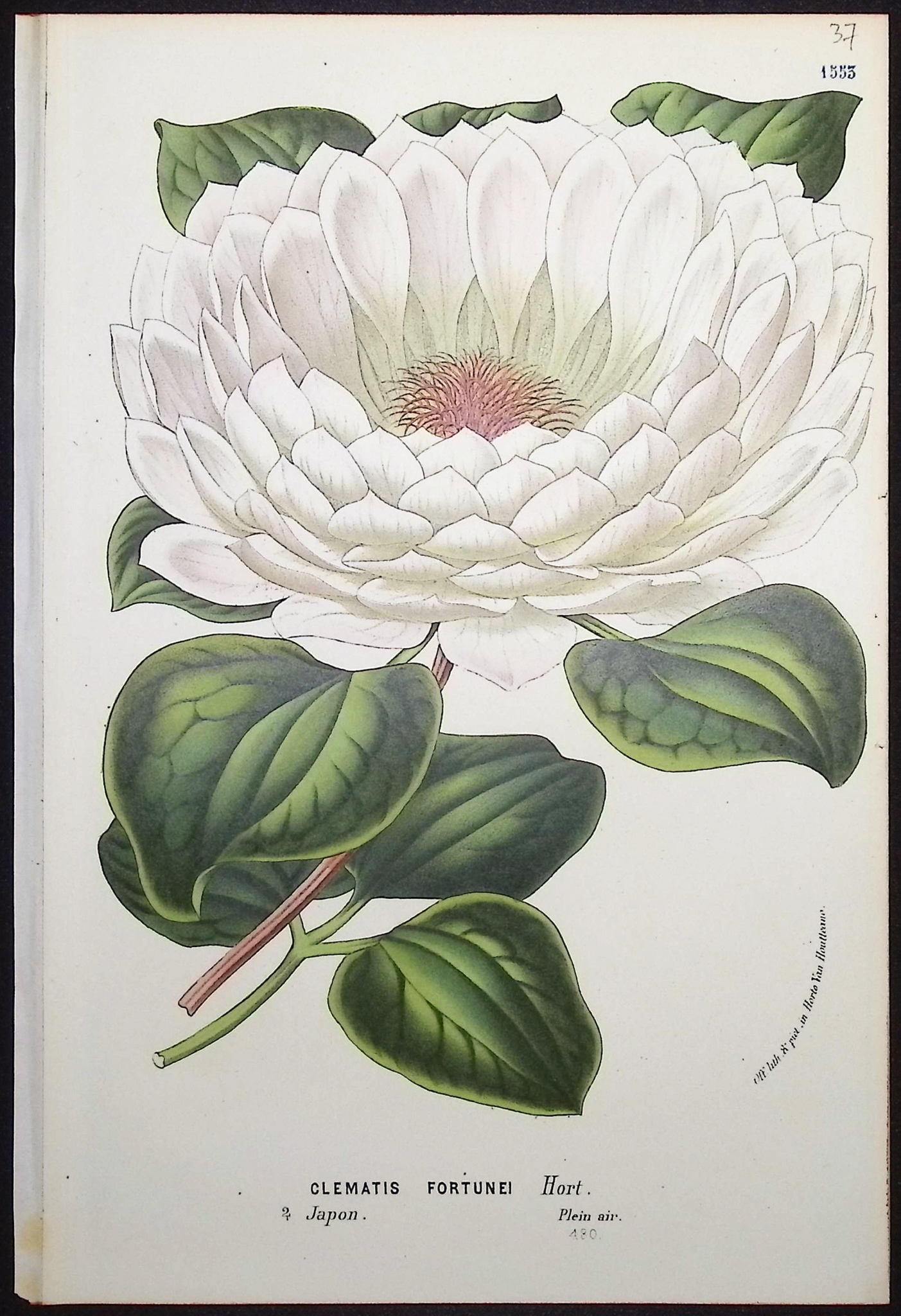 Van Houtte - 4 Clematis Prints