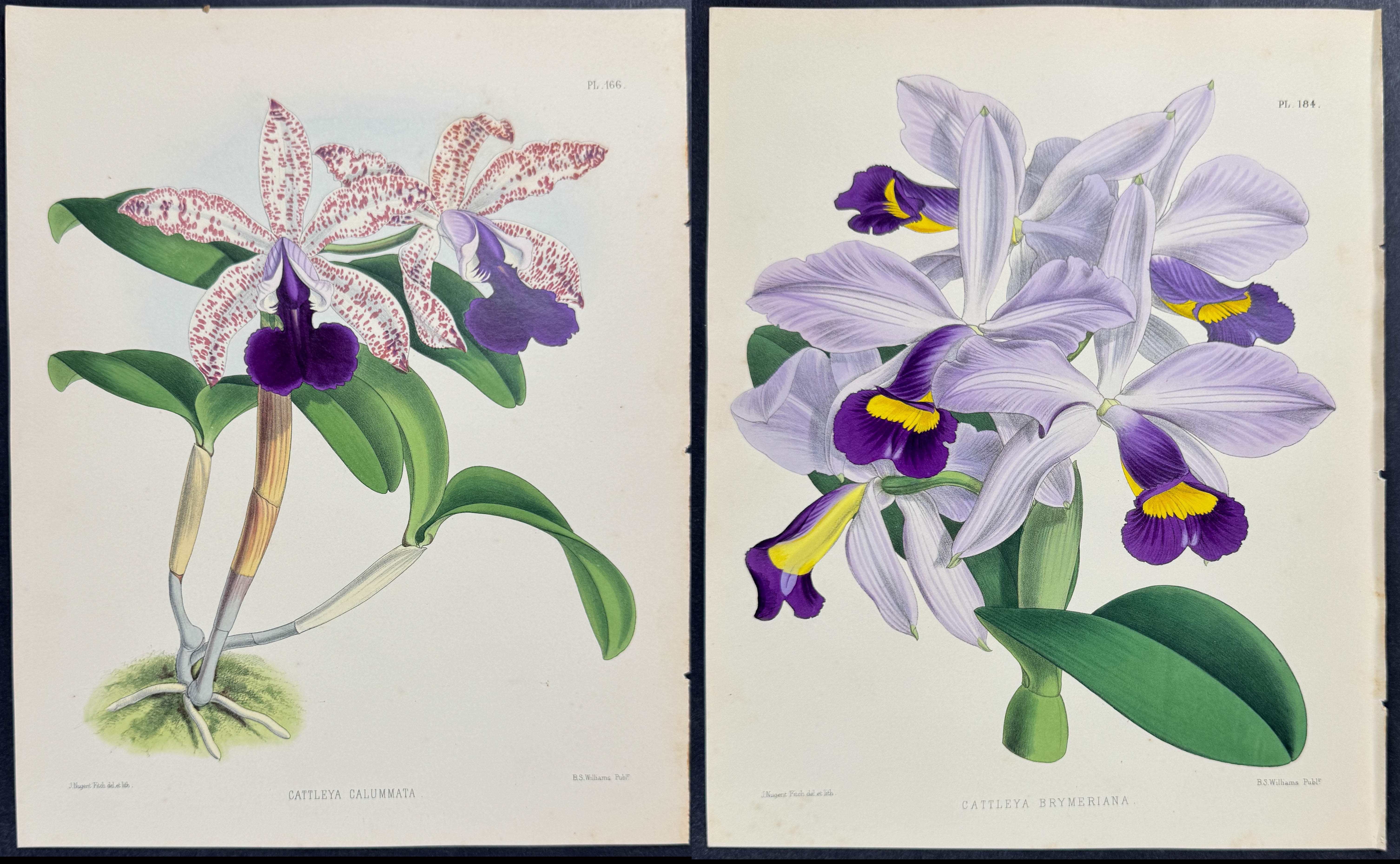 Warner - 6 Orchid Prints (Cattleya)
