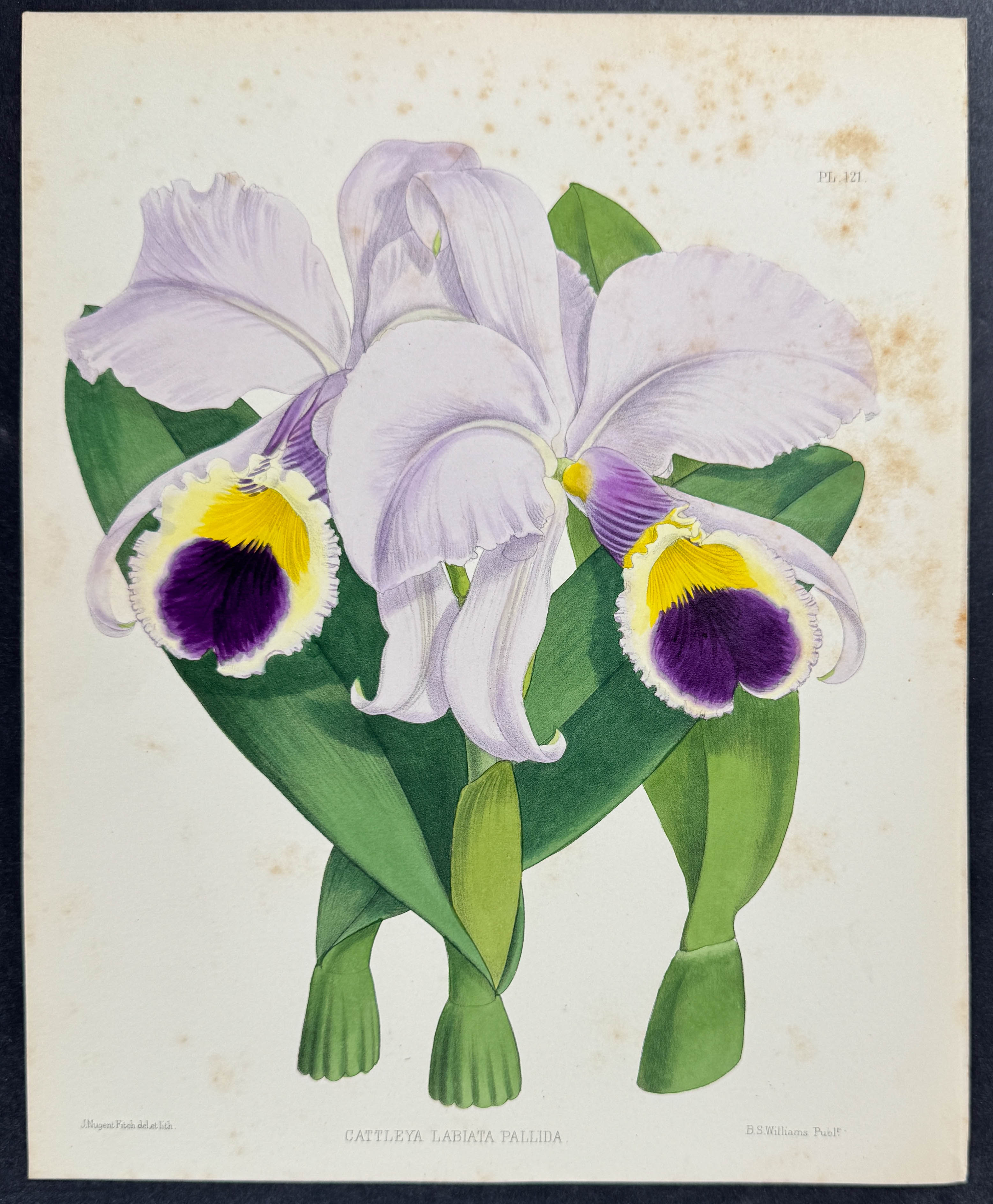 Warner - 6 Orchid Prints (Cattleya)