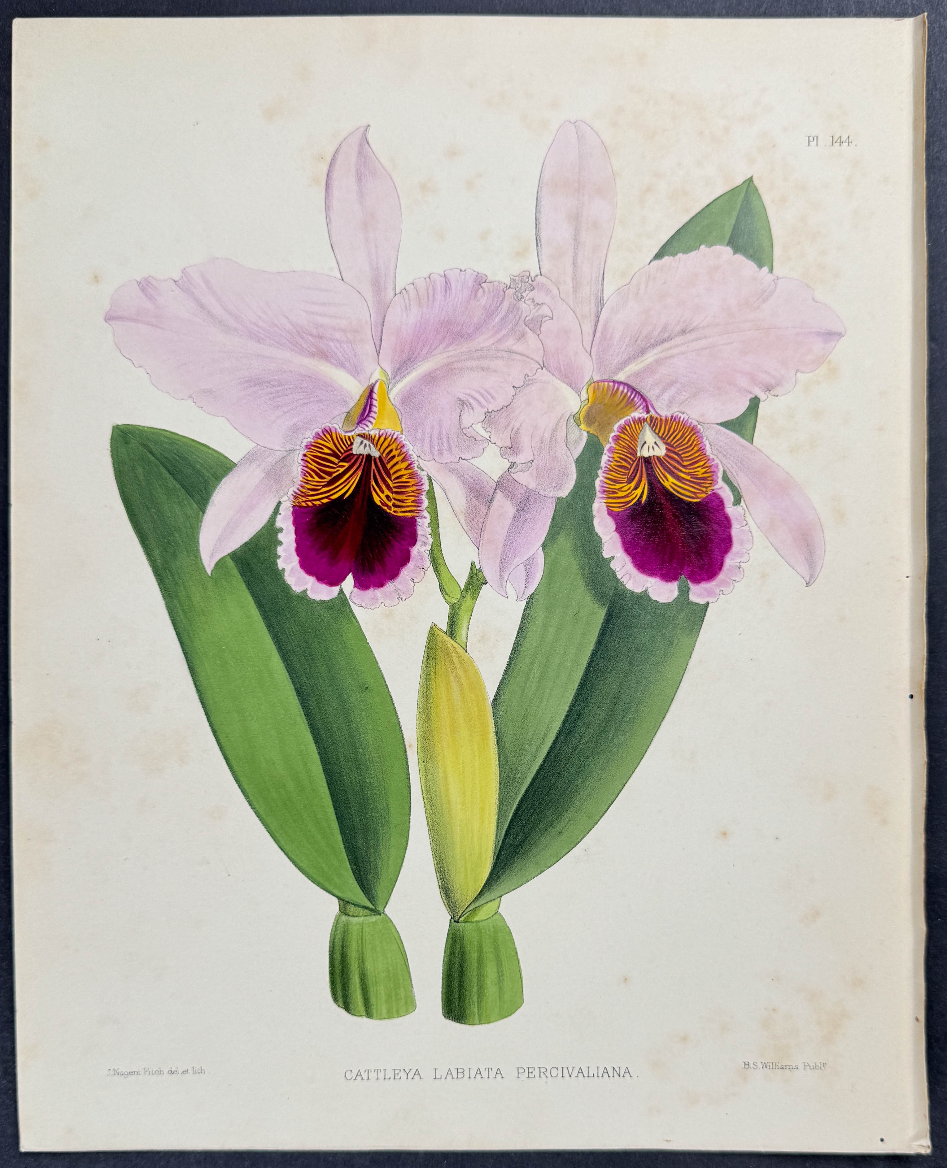 Warner - 6 Orchid Prints (Cattleya)