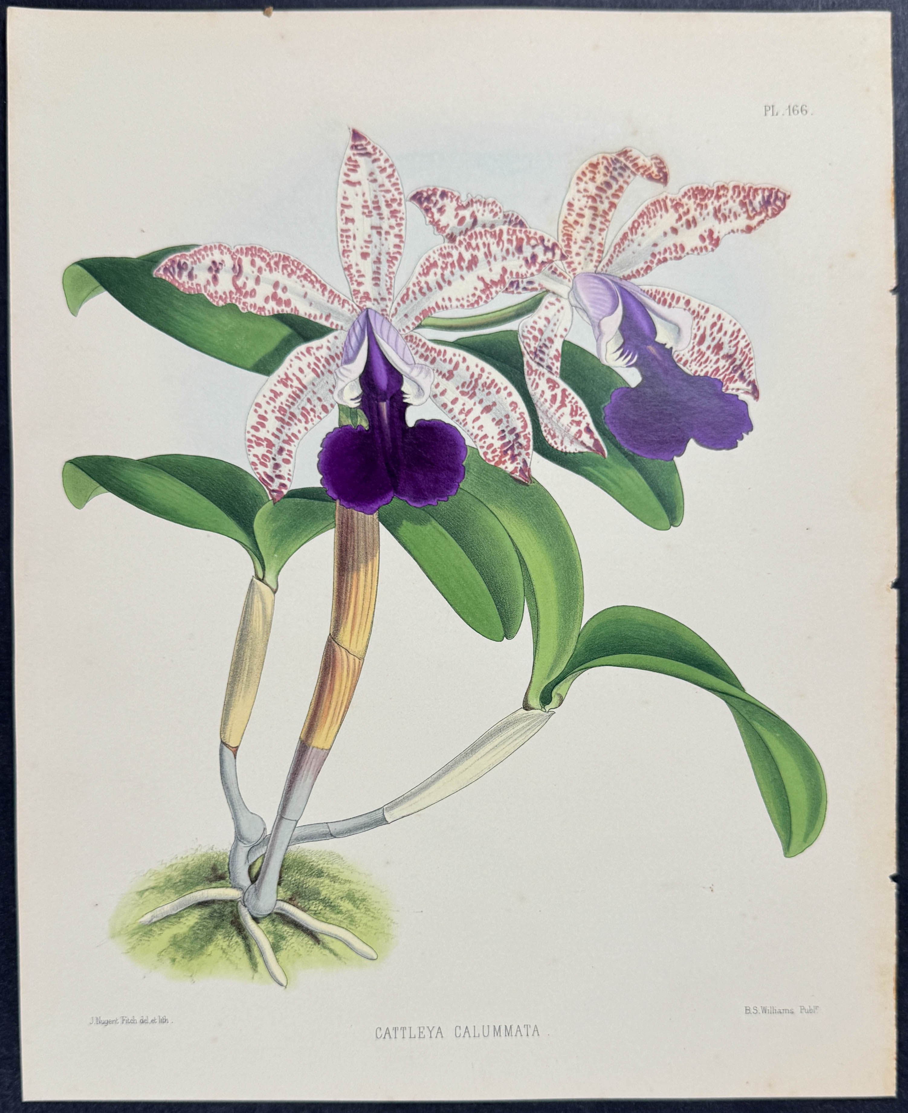 Warner - 6 Orchid Prints (Cattleya)