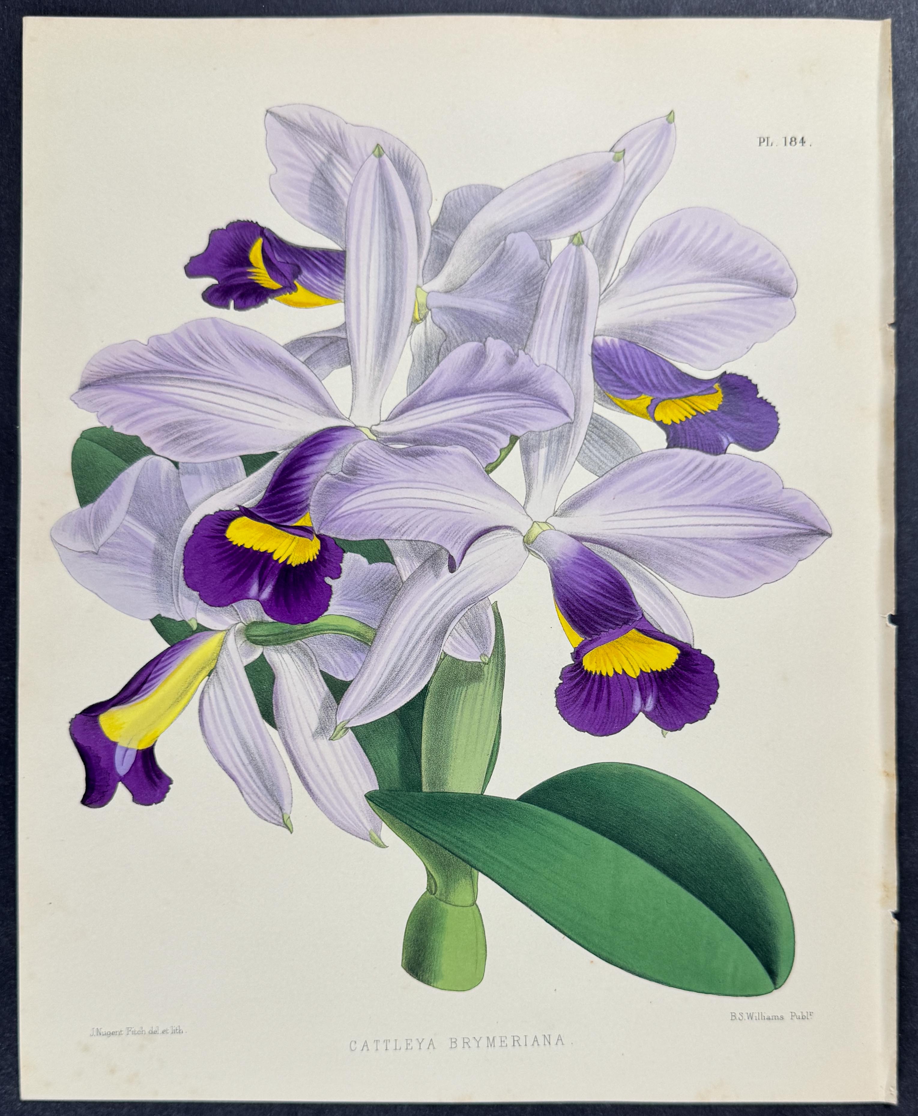 Warner - 6 Orchid Prints (Cattleya)