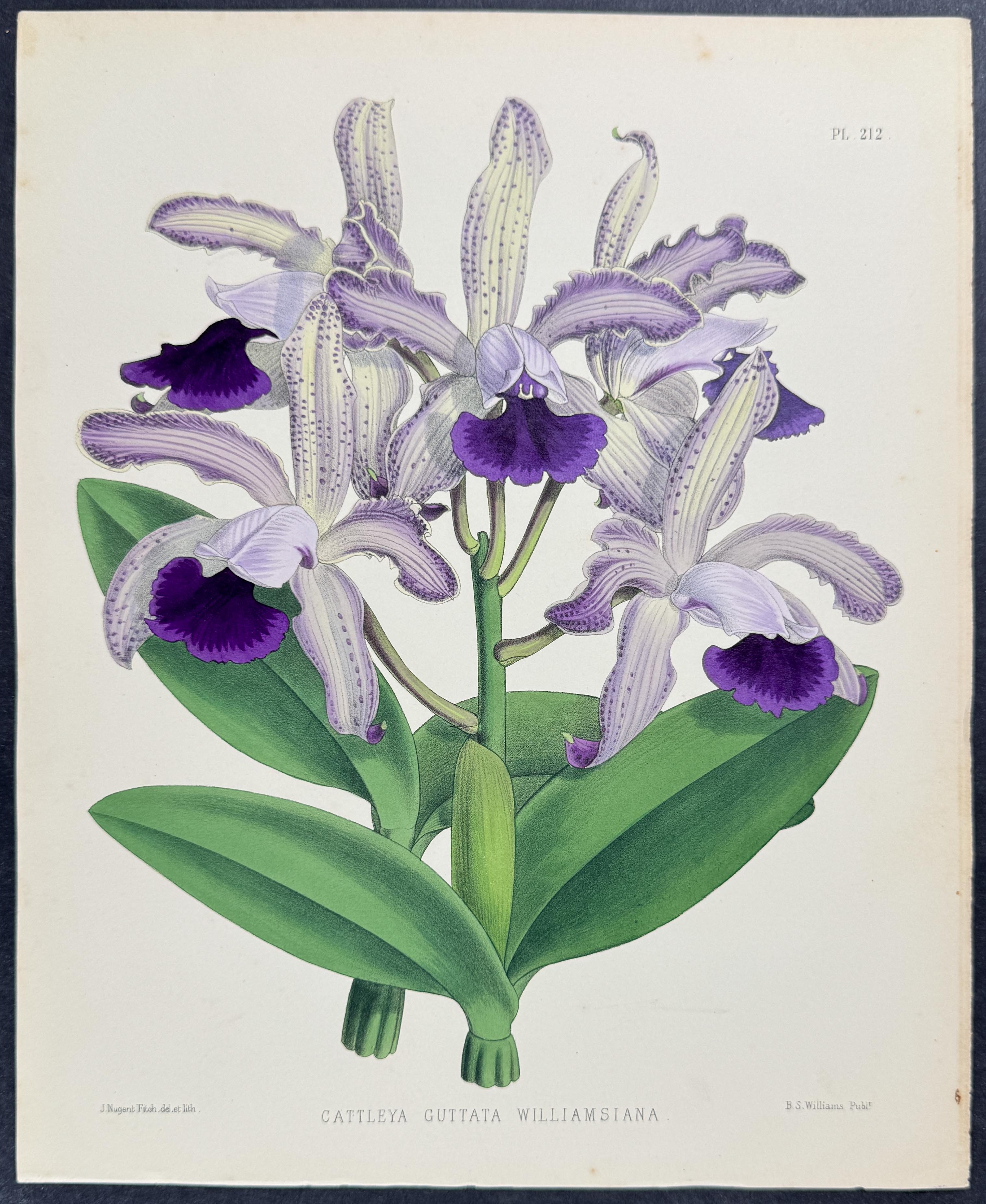 Warner - 6 Orchid Prints (Cattleya)