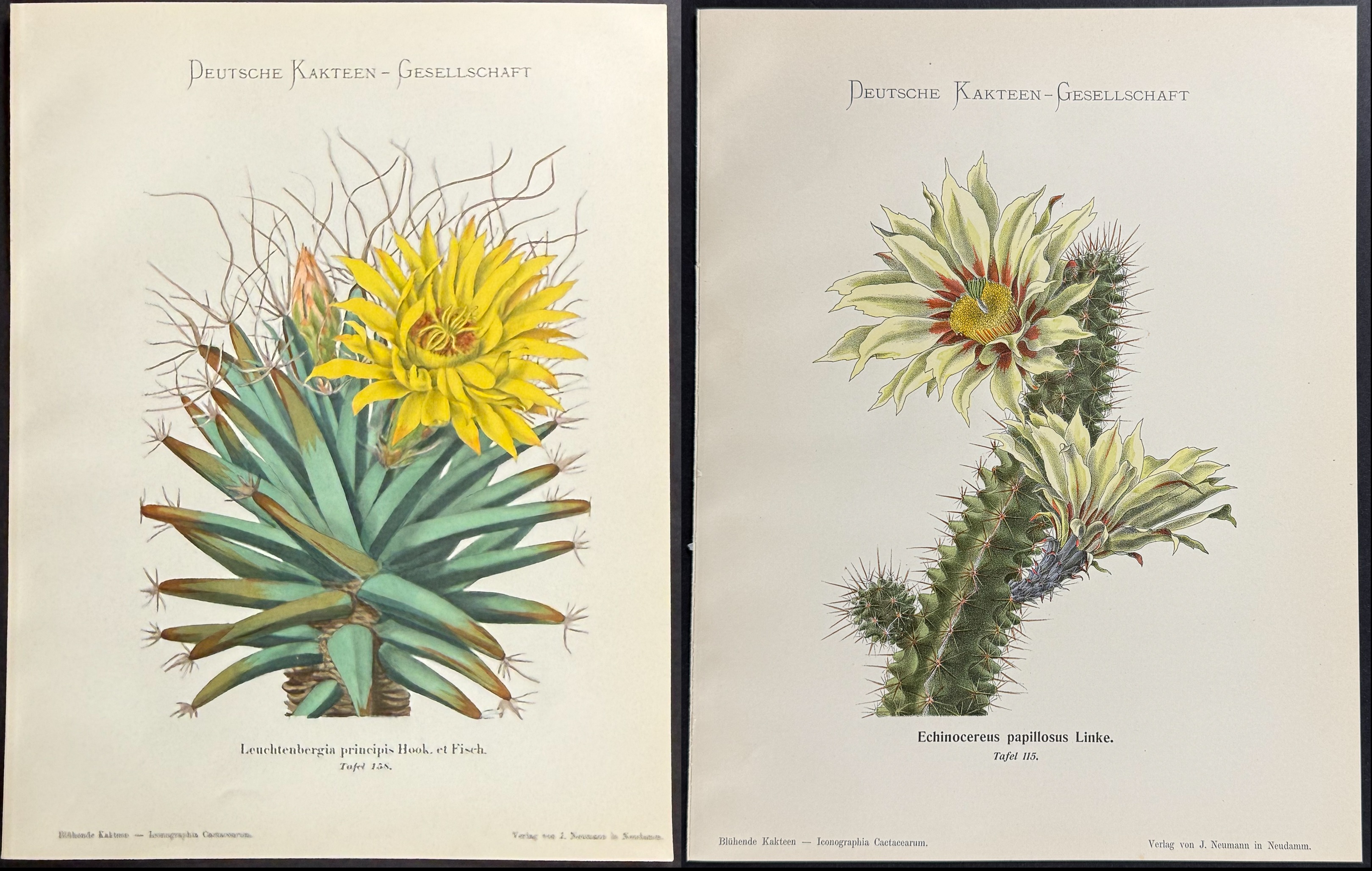 Schumann - 6 Cactus Prints
