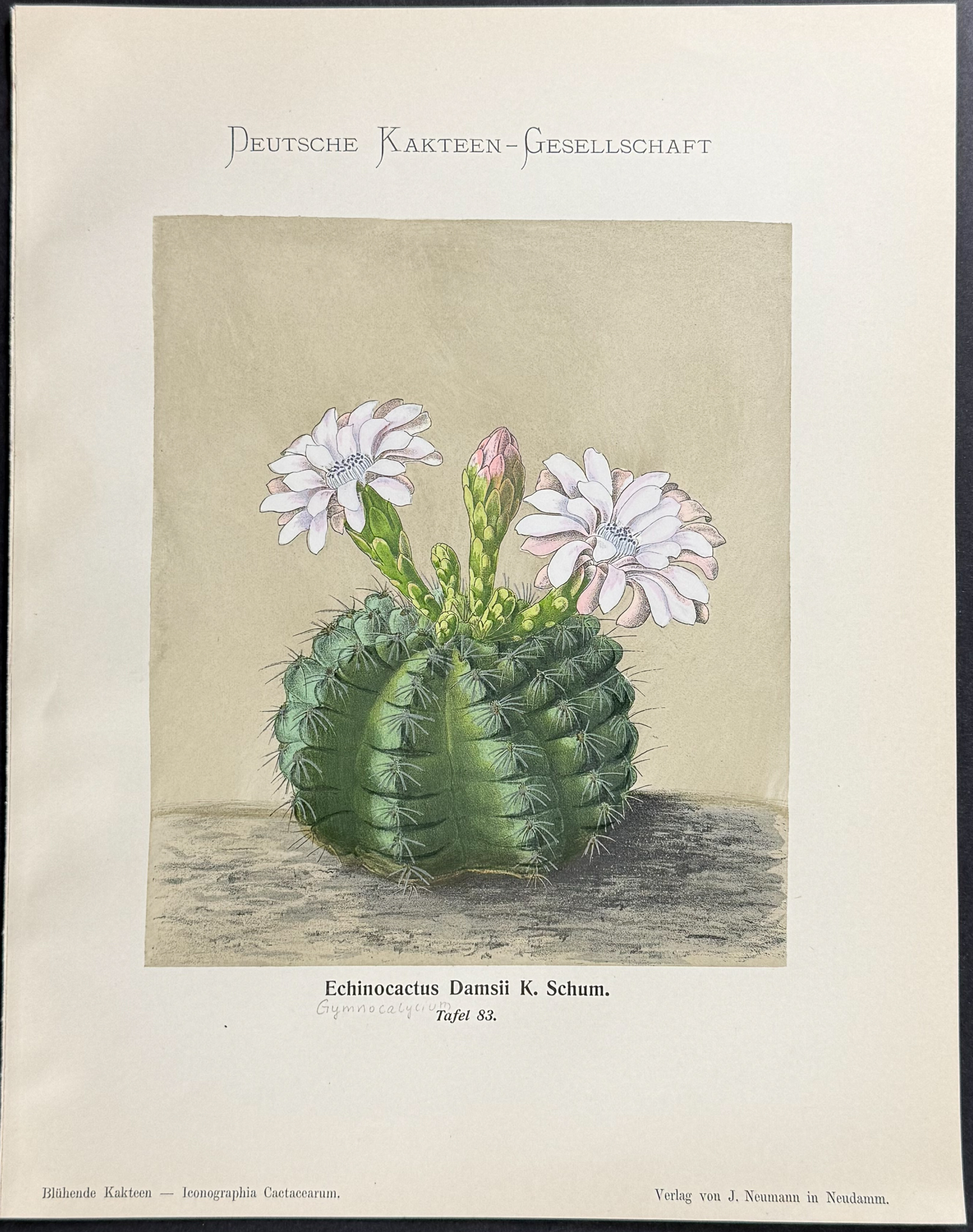 Schumann - 6 Cactus Prints