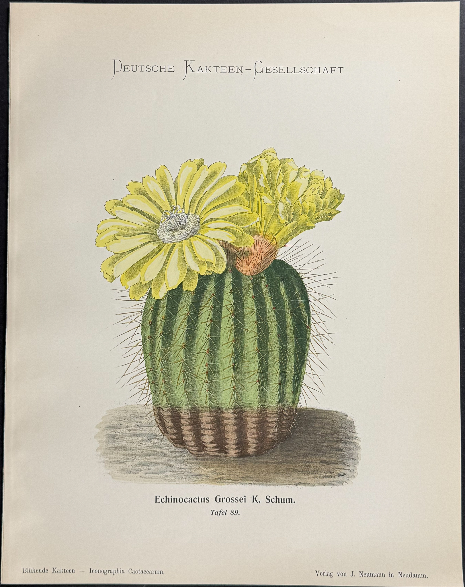Schumann - 6 Cactus Prints