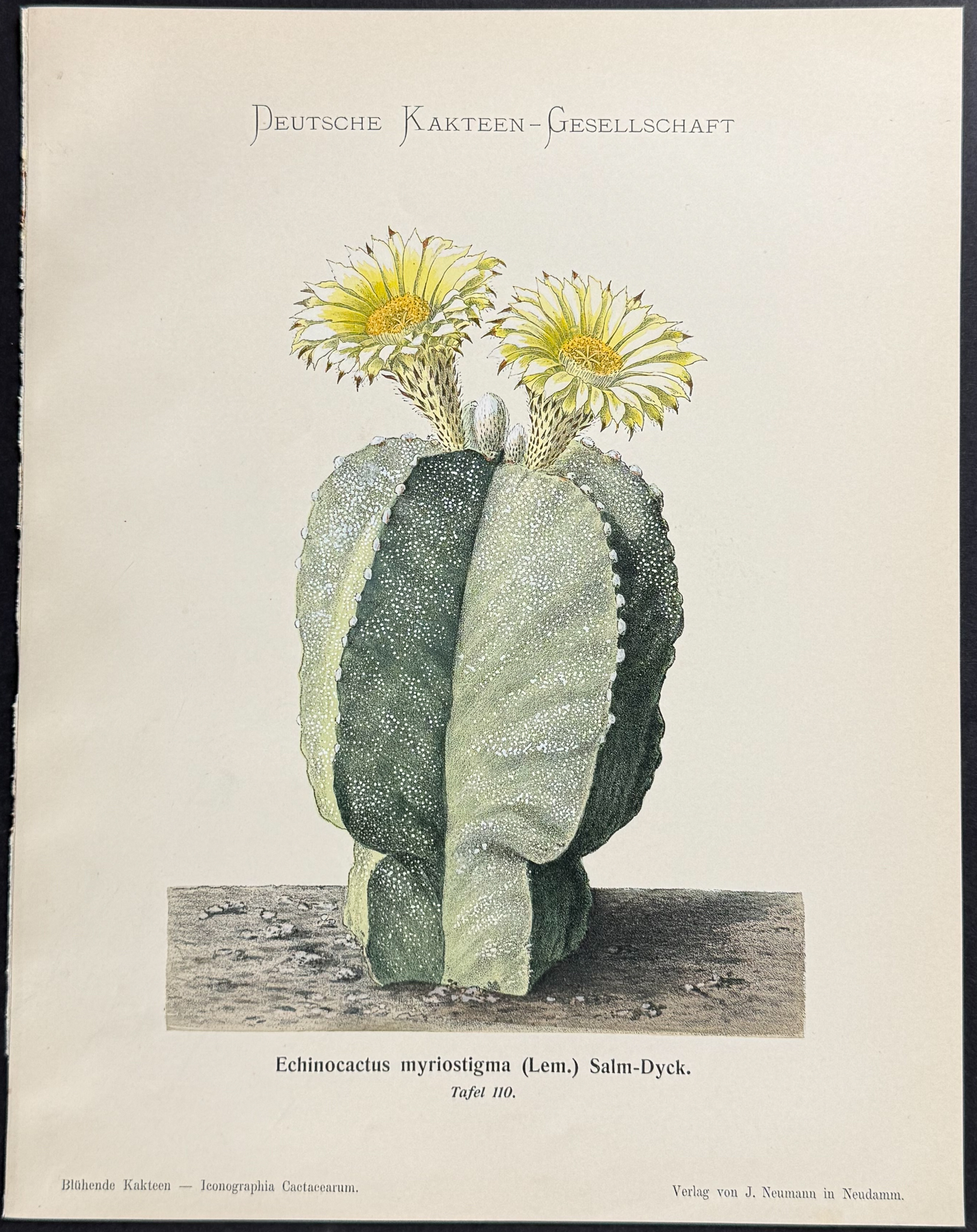 Schumann - 6 Cactus Prints