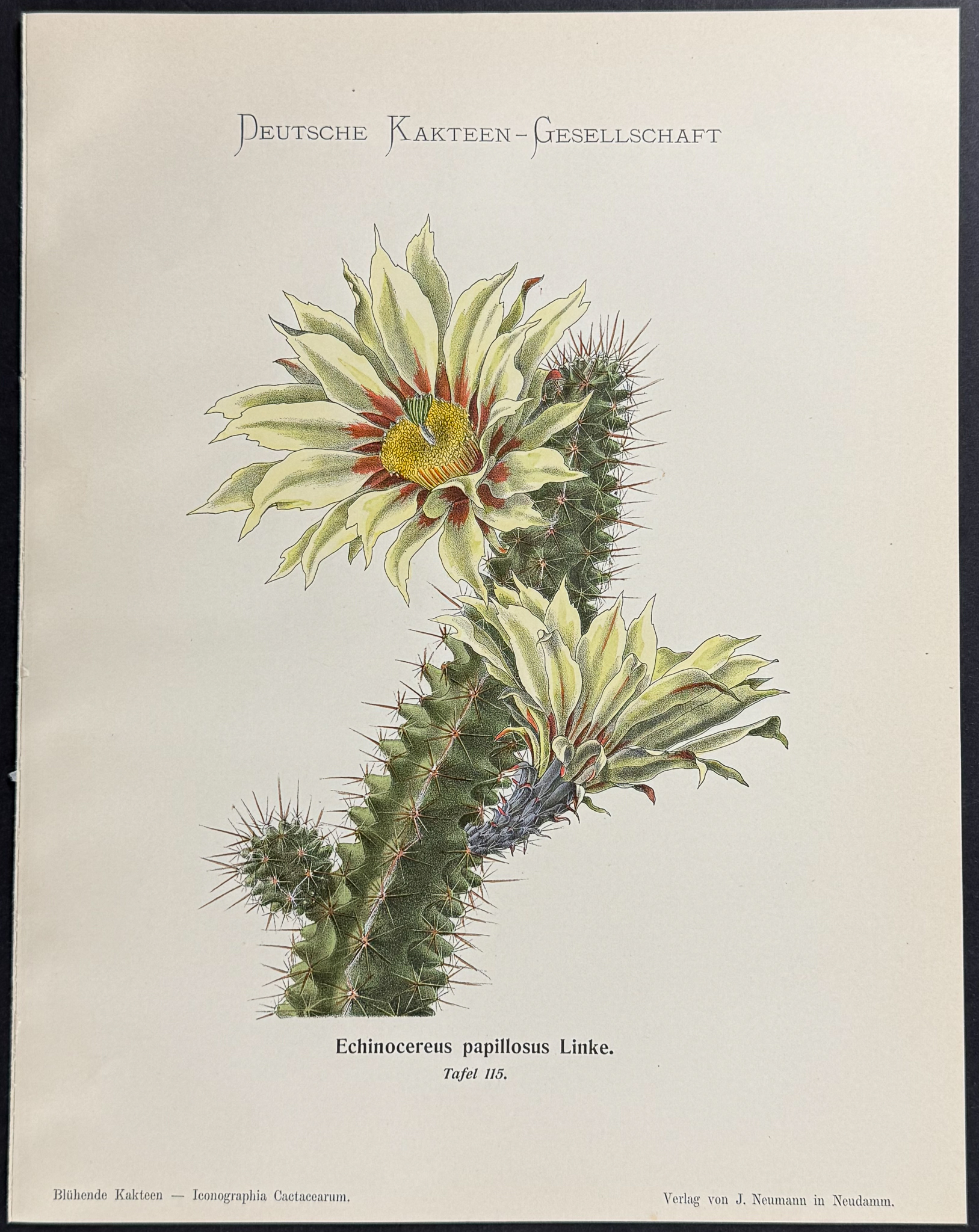 Schumann - 6 Cactus Prints