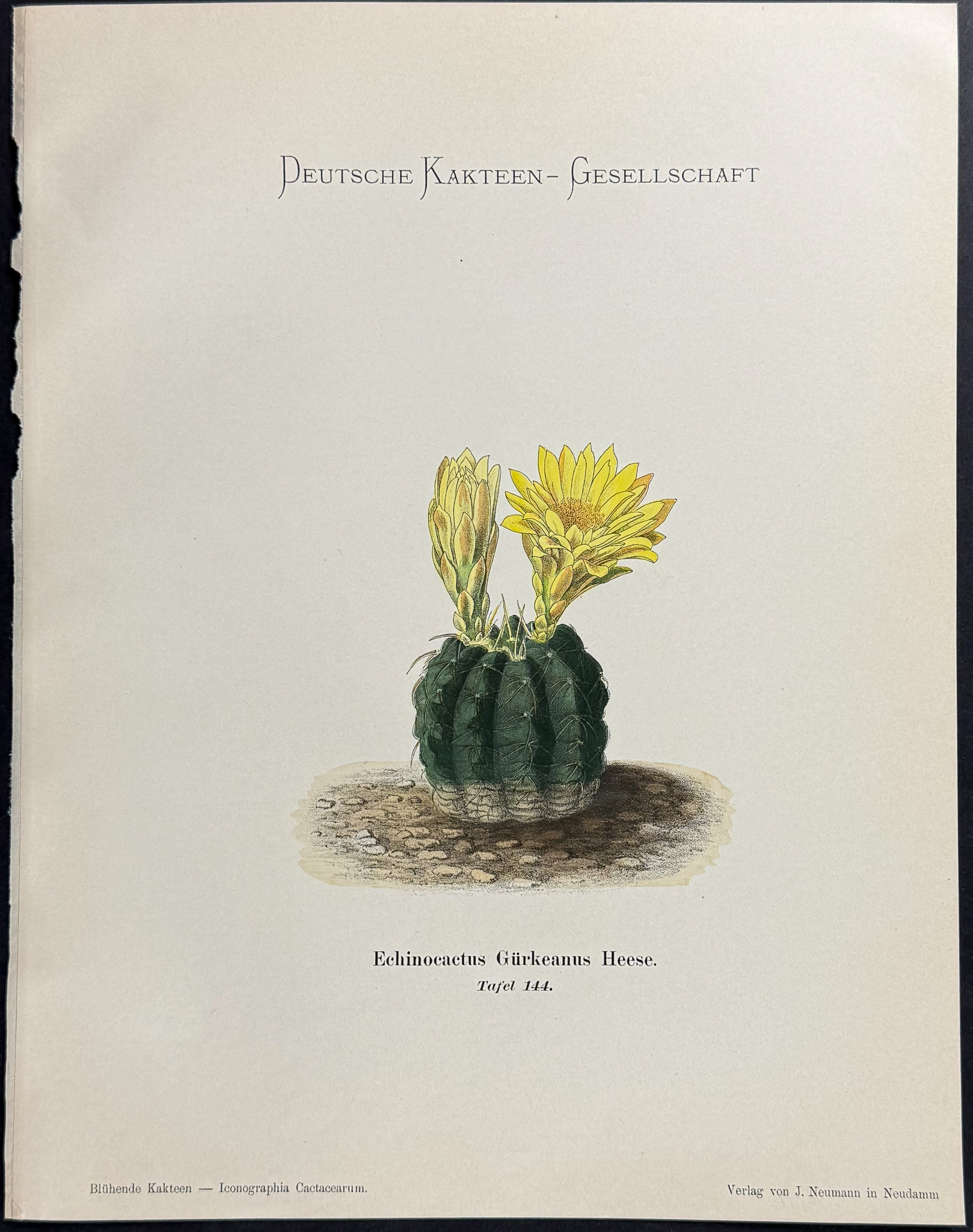 Schumann - 6 Cactus Prints