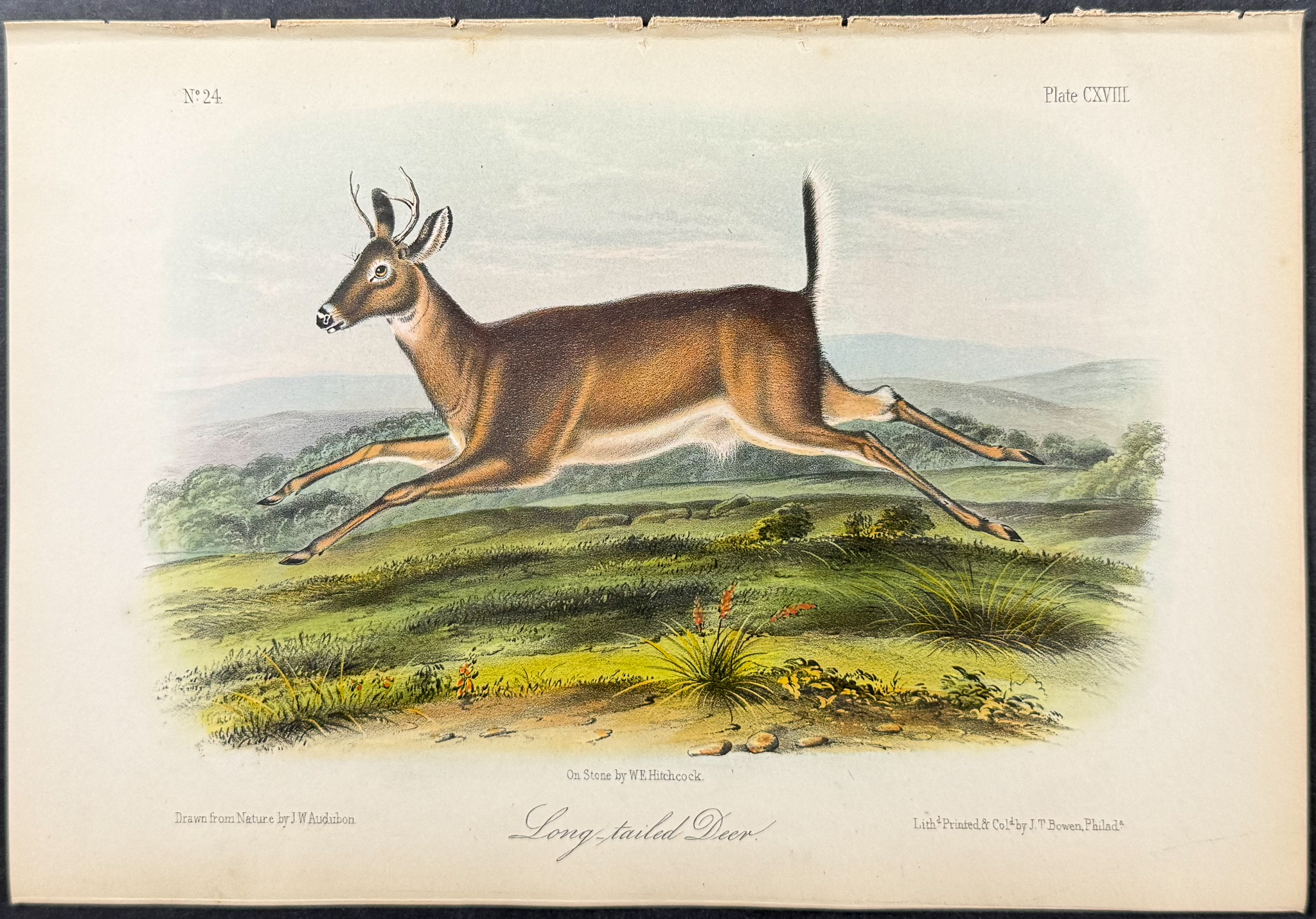 Audubon - Long-tailed Deer. 118
