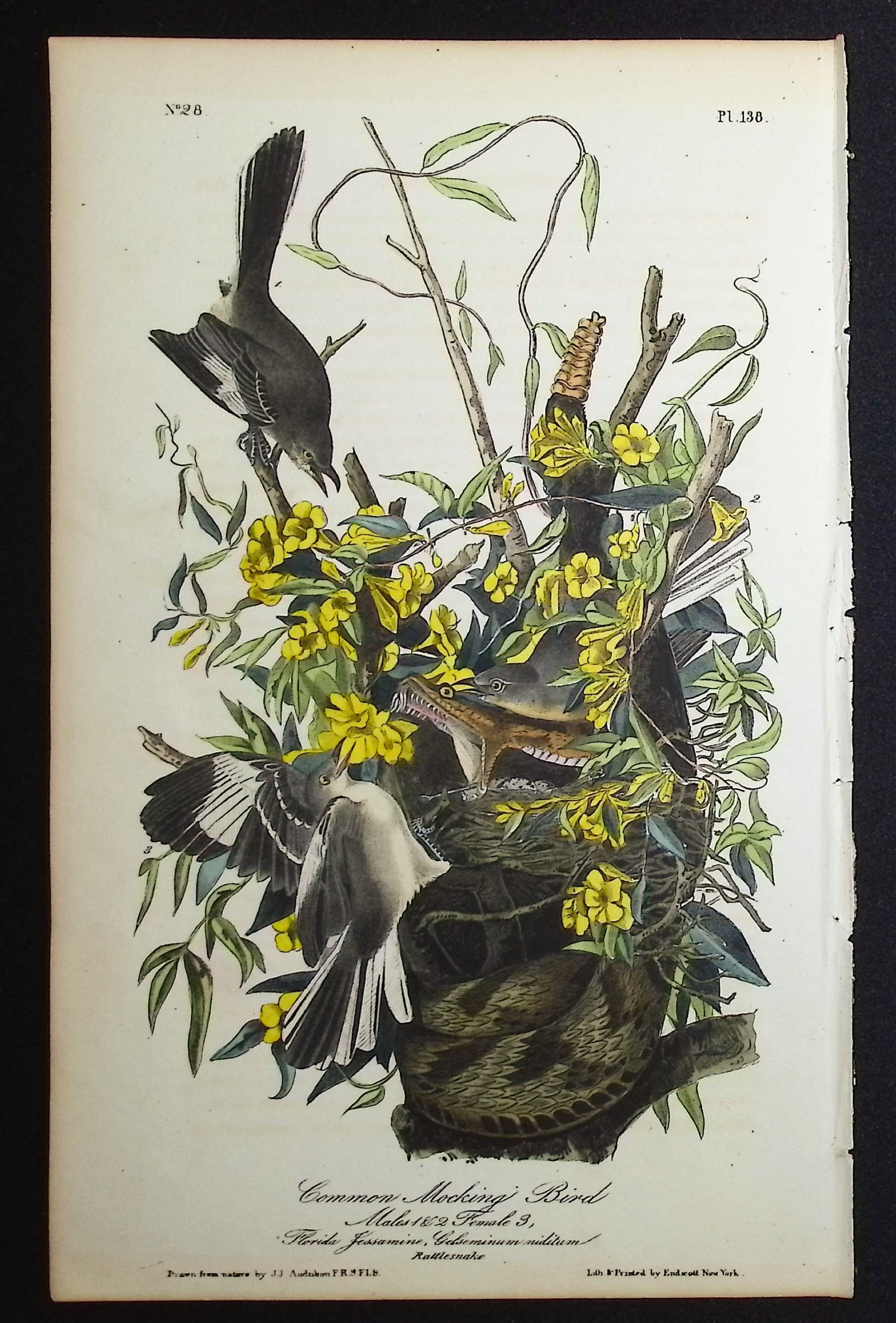 Audubon, First Ed - Common Mocking Bird. 138