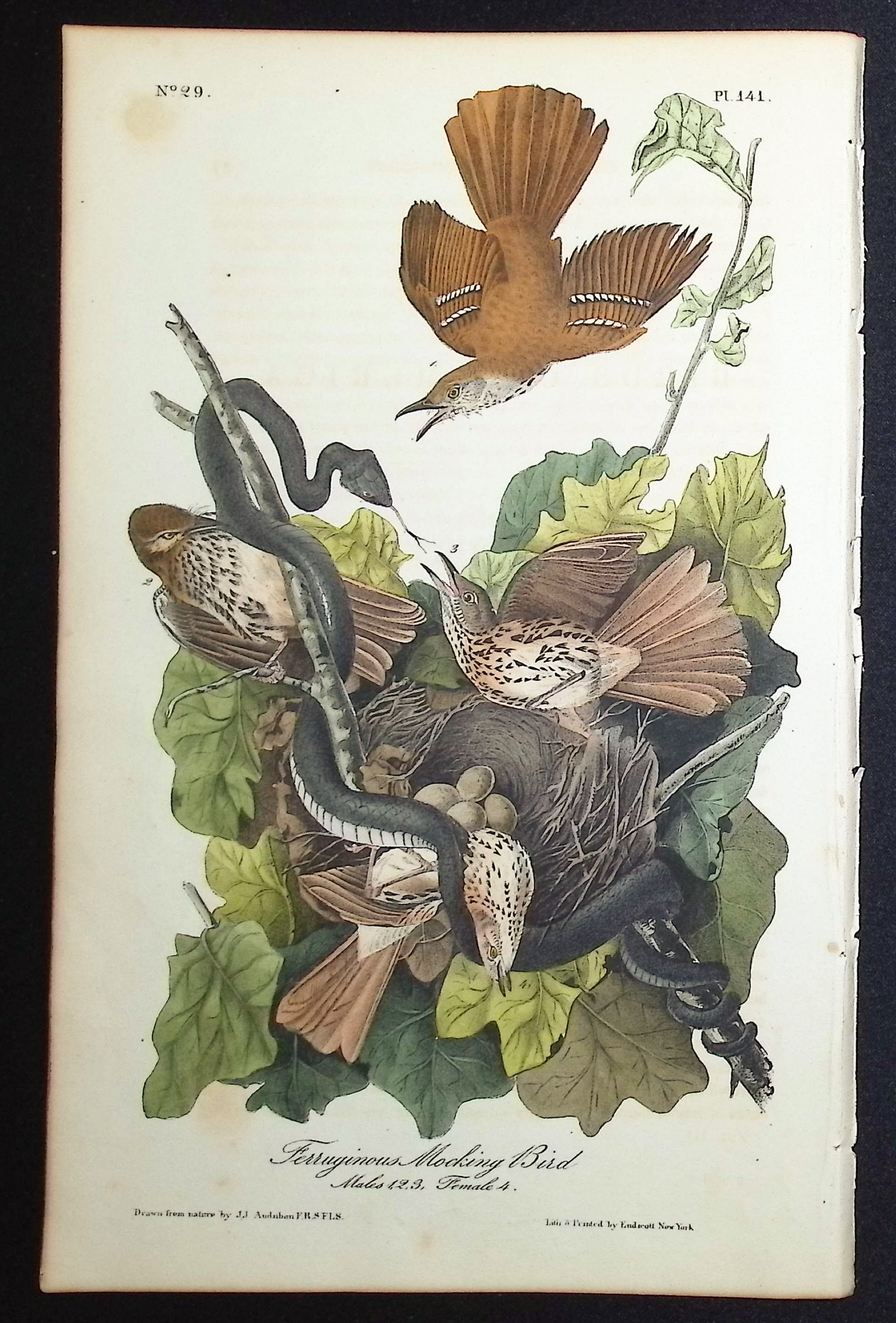 Audubon, First Ed - Ferruginous Mocking Bird. 141