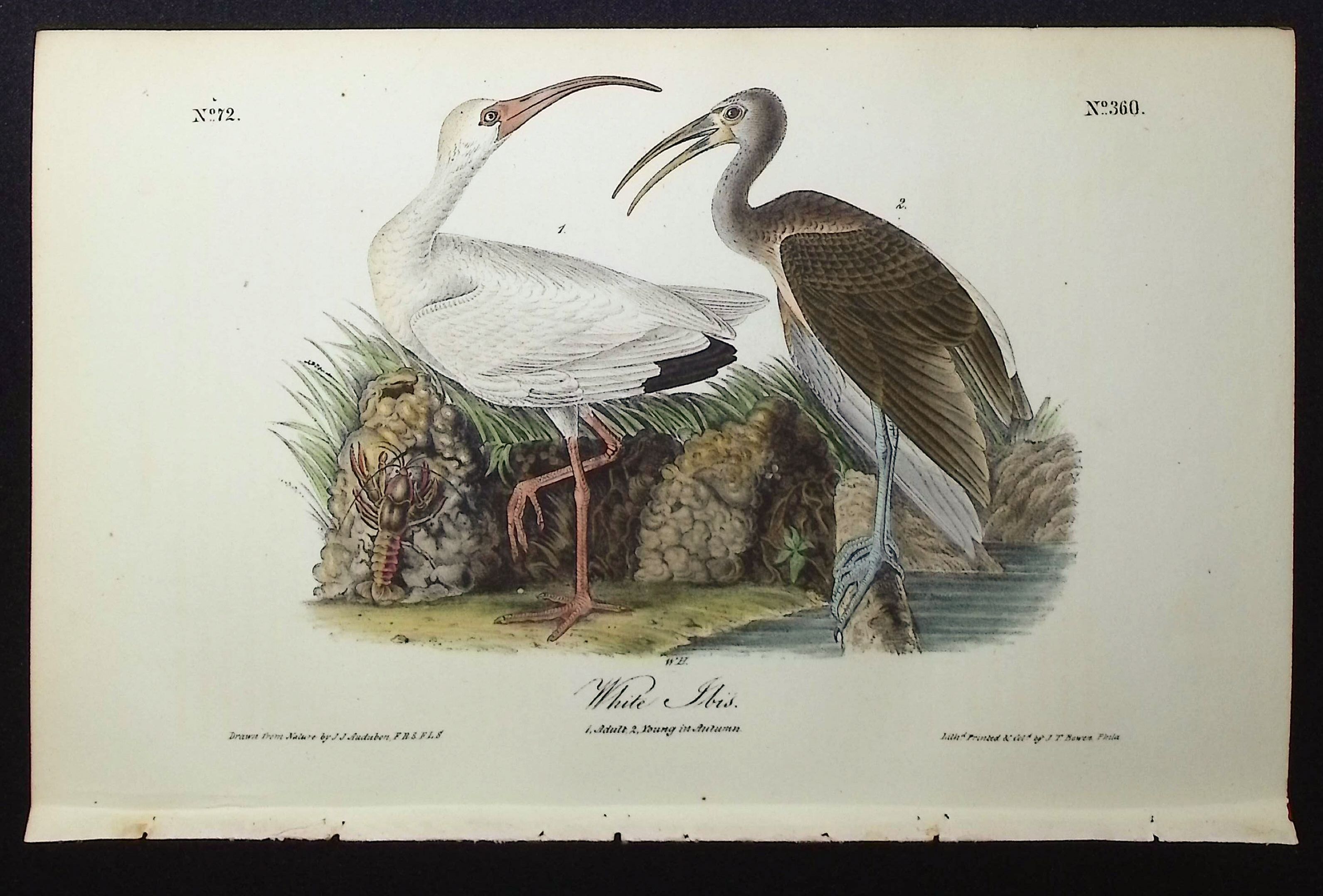 Audubon, First Ed - White Ibis. 360