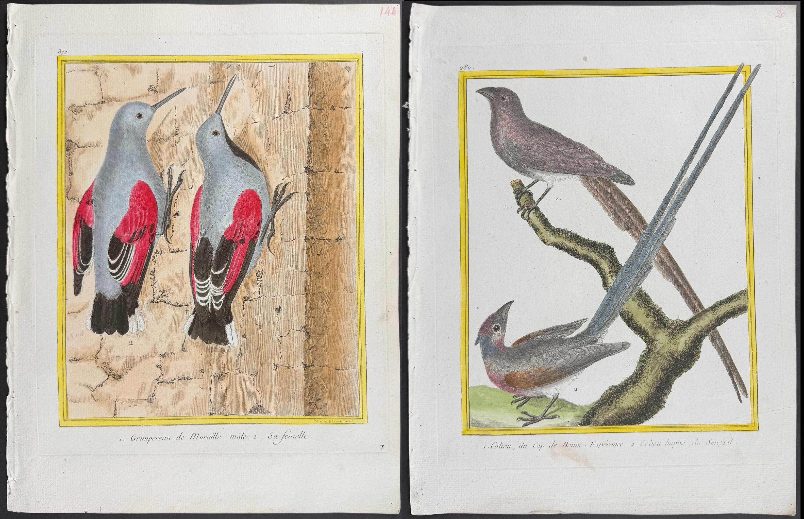 Martinet & Buffon - 6 Bird Engravings