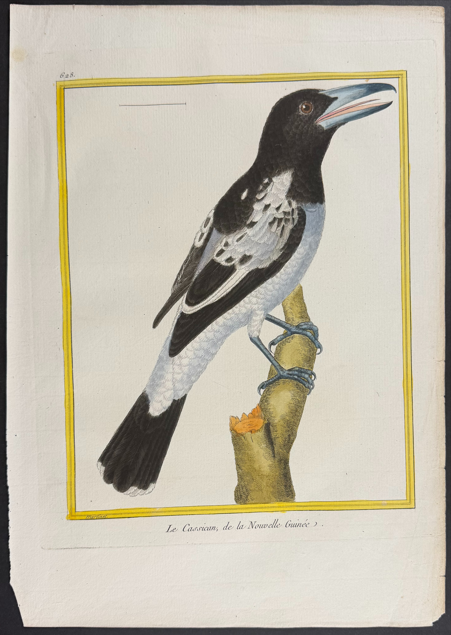 Martinet & Buffon - 6 Bird Engravings