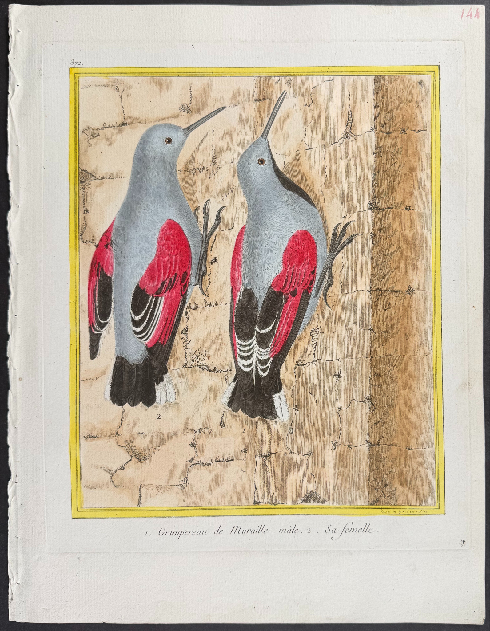 Martinet & Buffon - 6 Bird Engravings