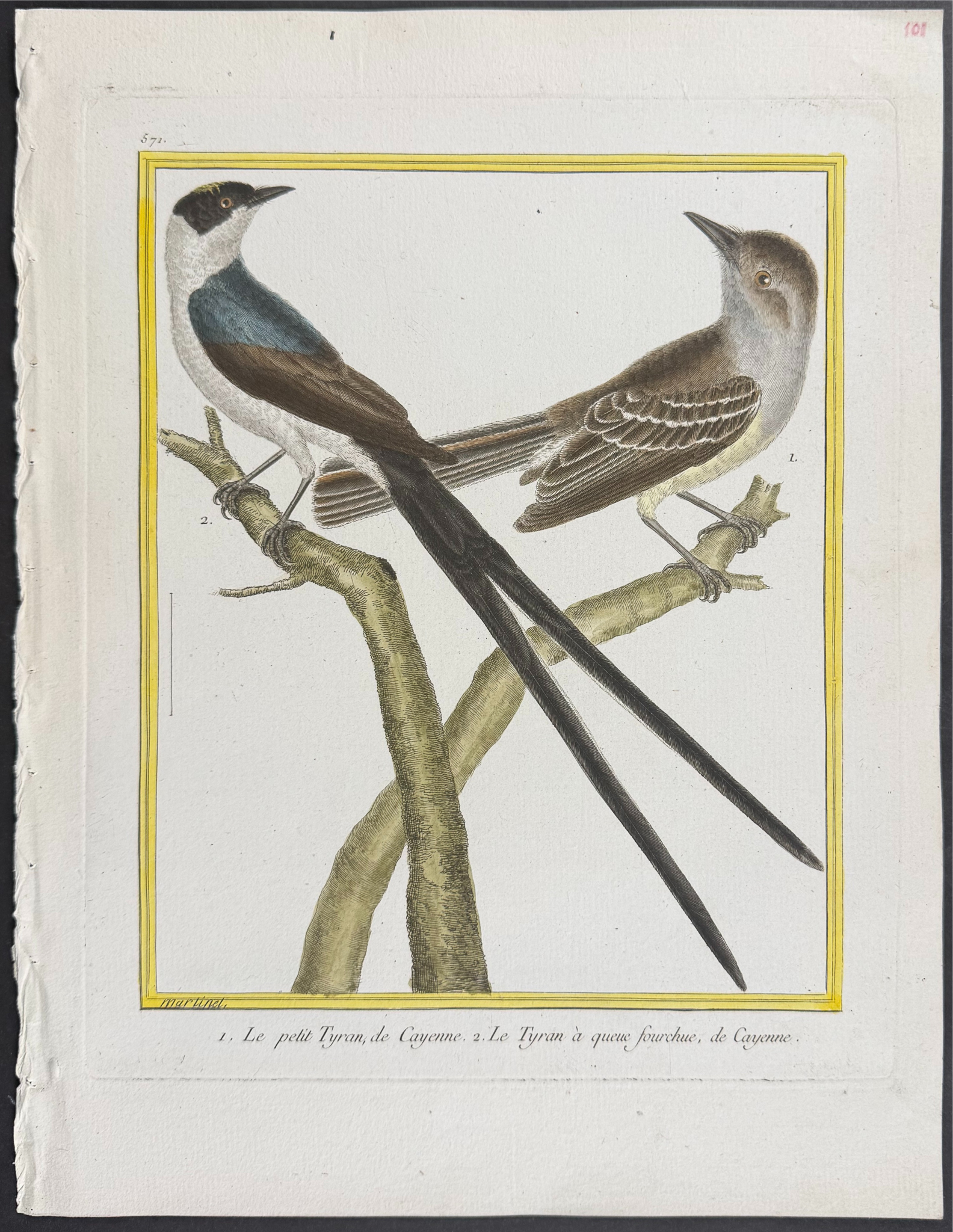 Martinet & Buffon - 6 Bird Engravings