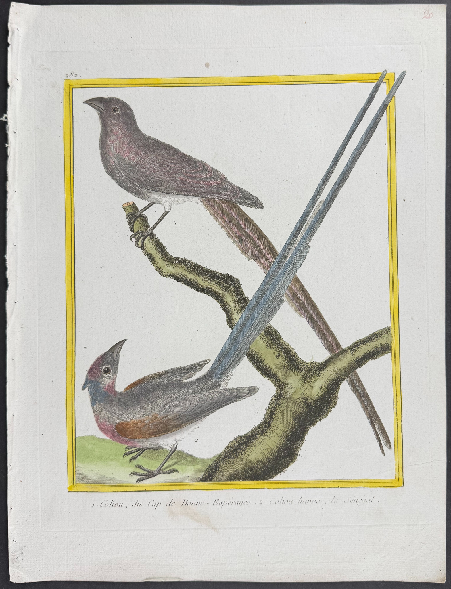 Martinet & Buffon - 6 Bird Engravings