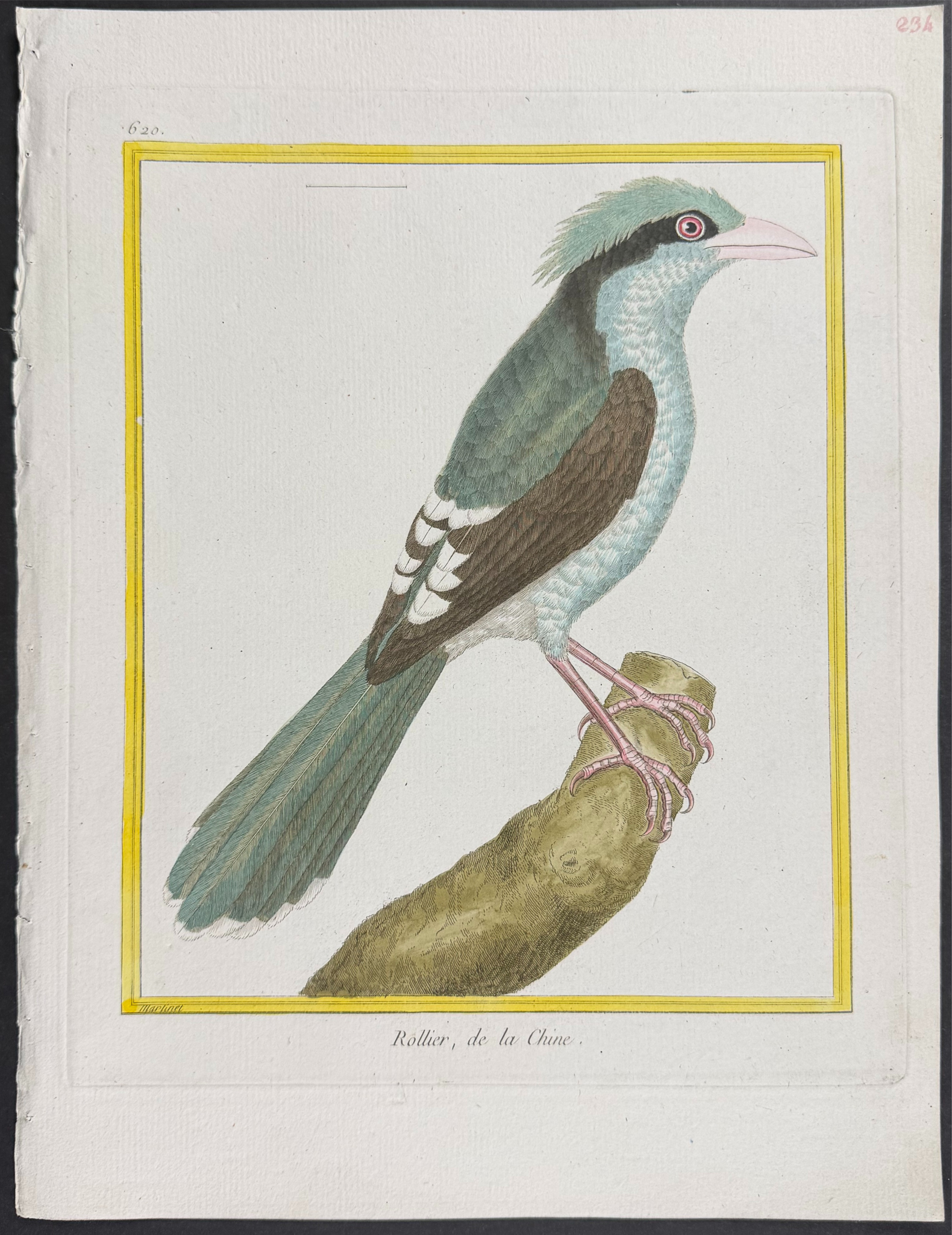 Martinet & Buffon - 6 Bird Engravings