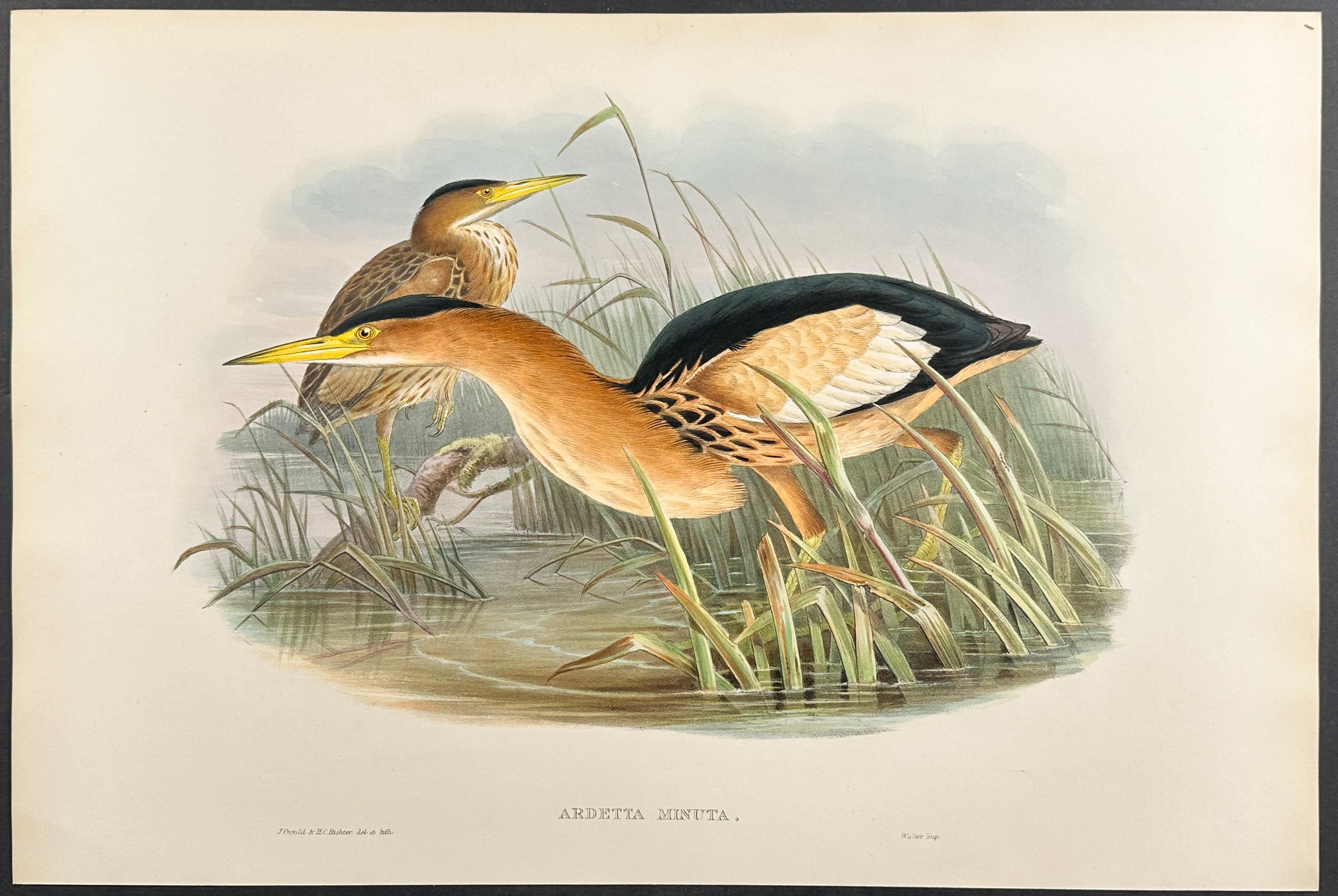 Gould, Great Britain - Little Bittern