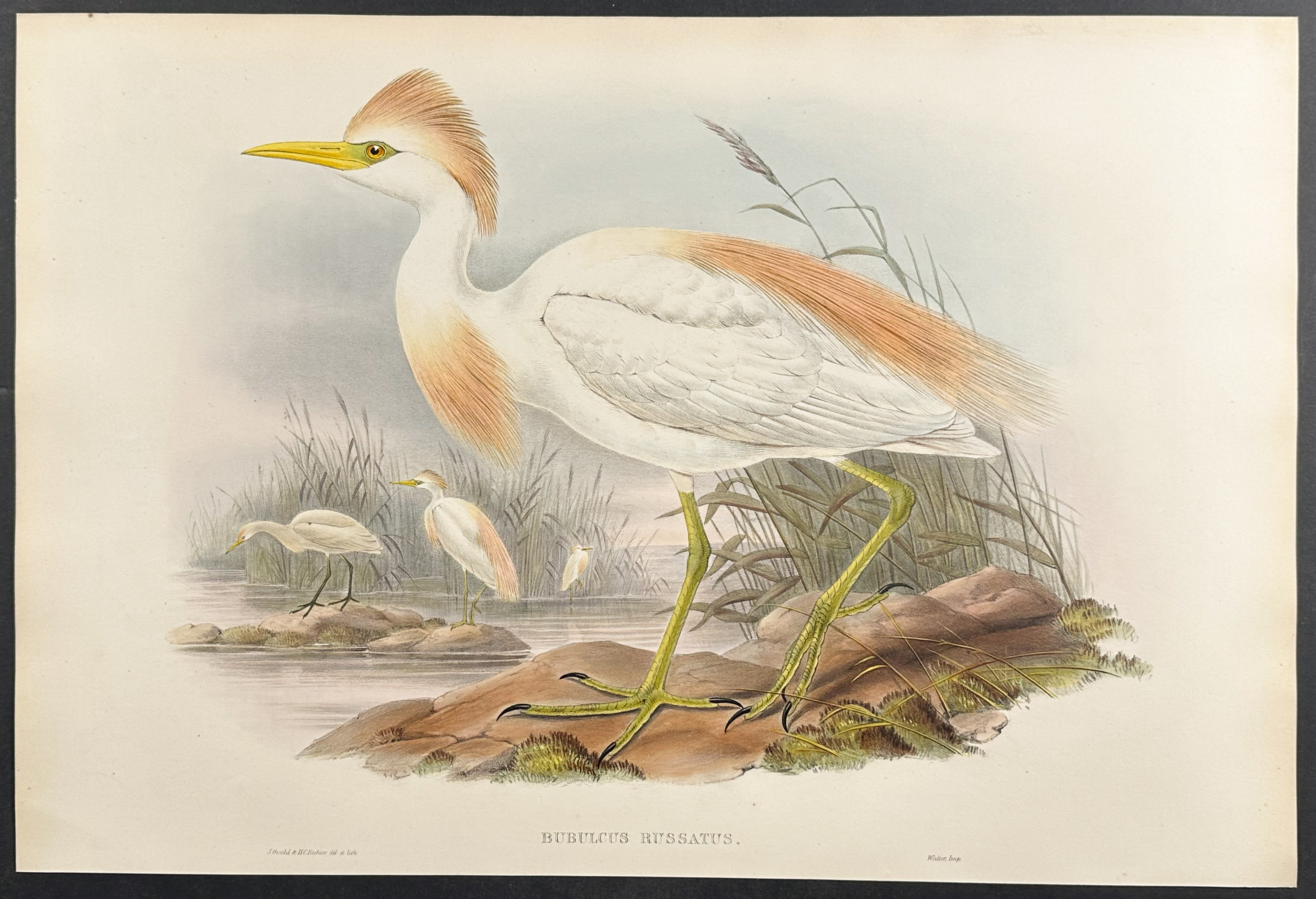 Gould, Great Britain - Buff-backed Heron