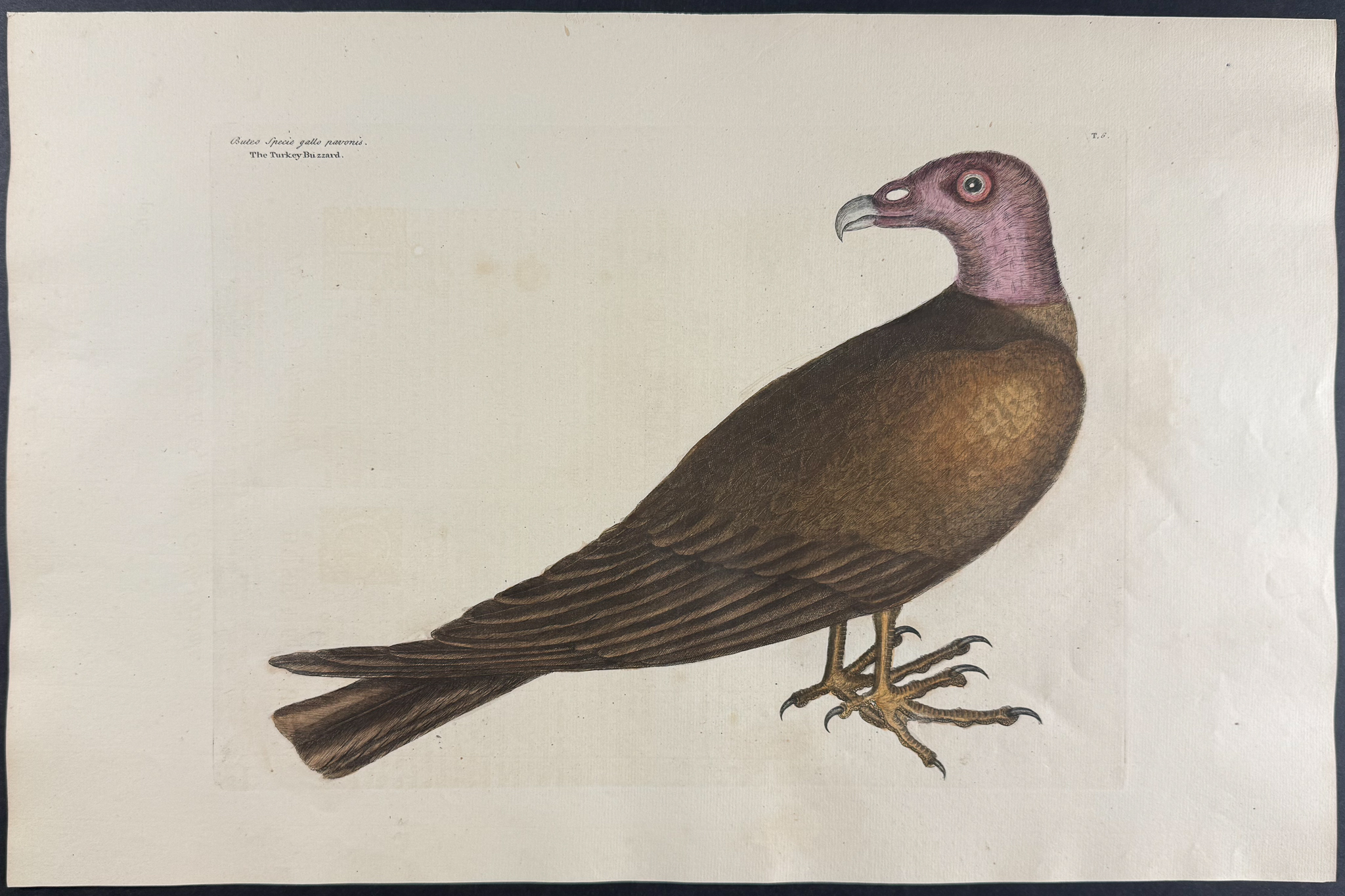 Catesby, Folio - Turkey Buzzard. 1-6