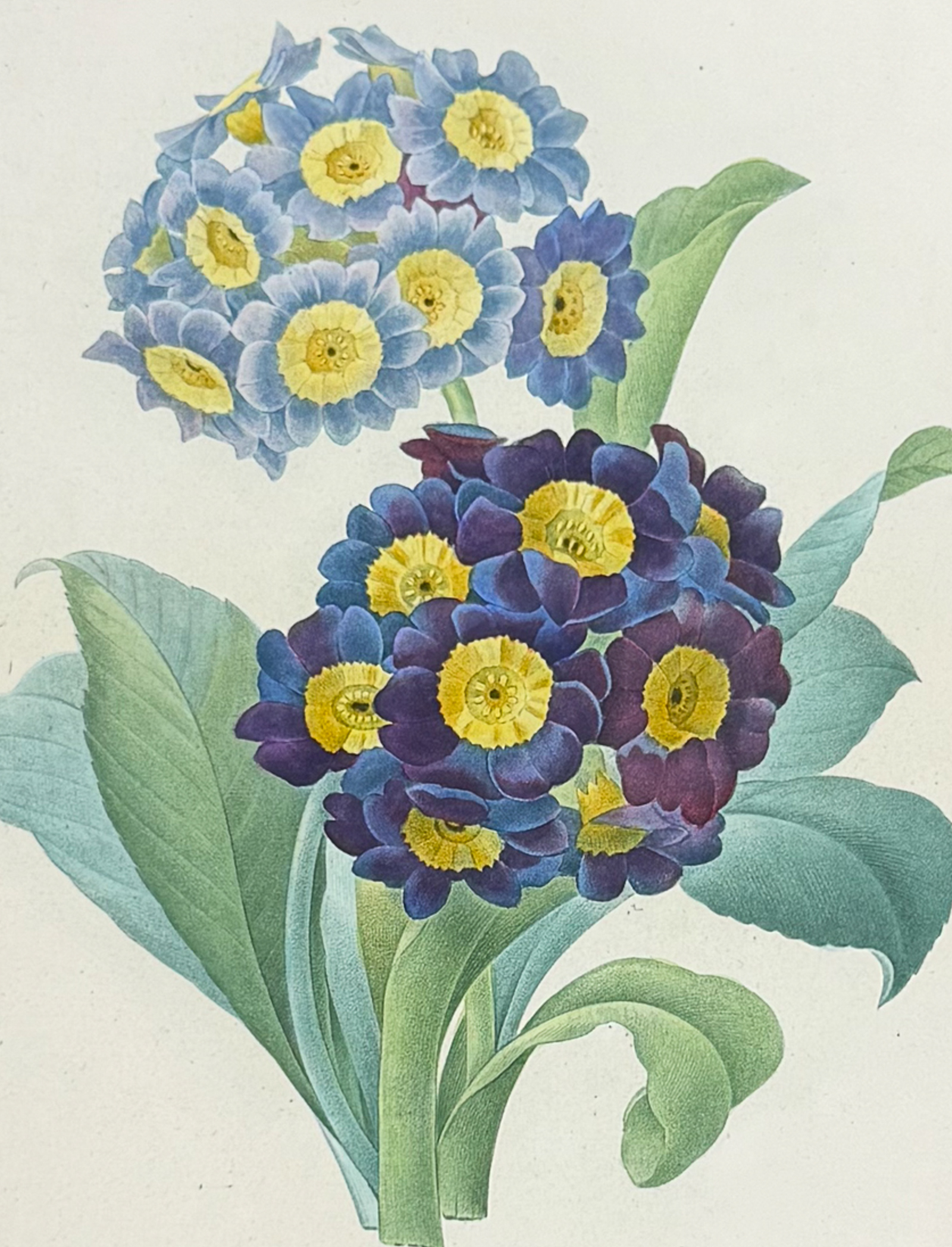 Redoute, Choix - Bear's Ear [Primula auricula]