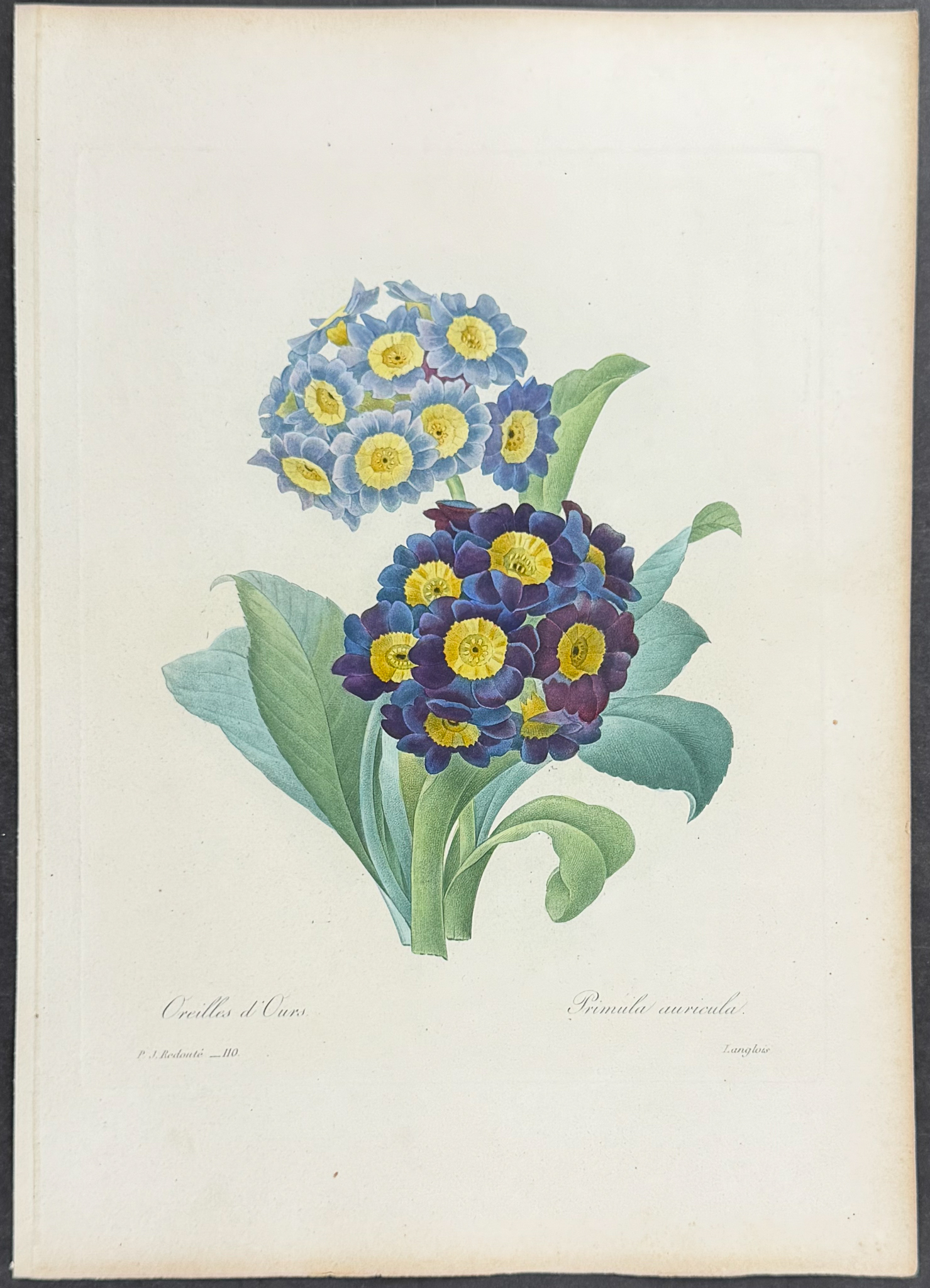 Redoute, Choix - Bear's Ear [Primula auricula]
