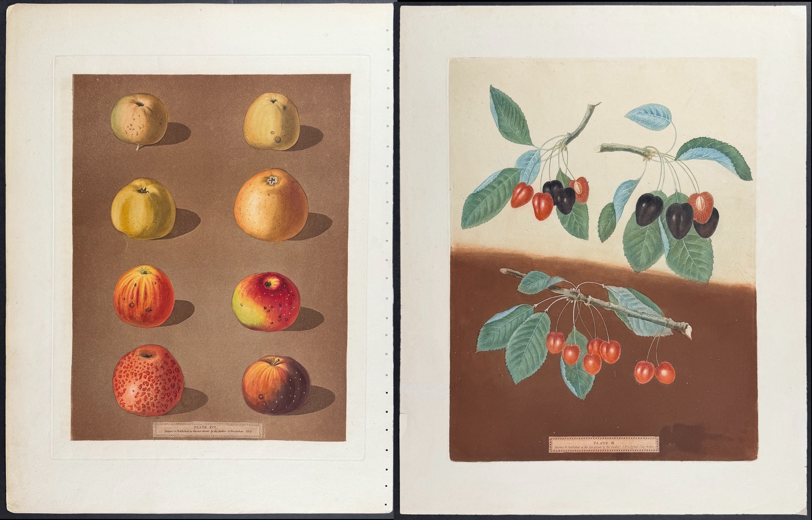 Brookshaw, Folio - 4 Fruit Engravings: