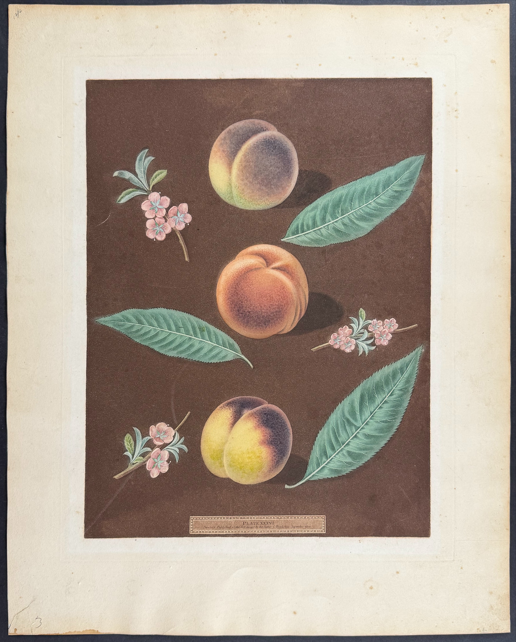 Brookshaw, Folio - 4 Fruit Engravings: