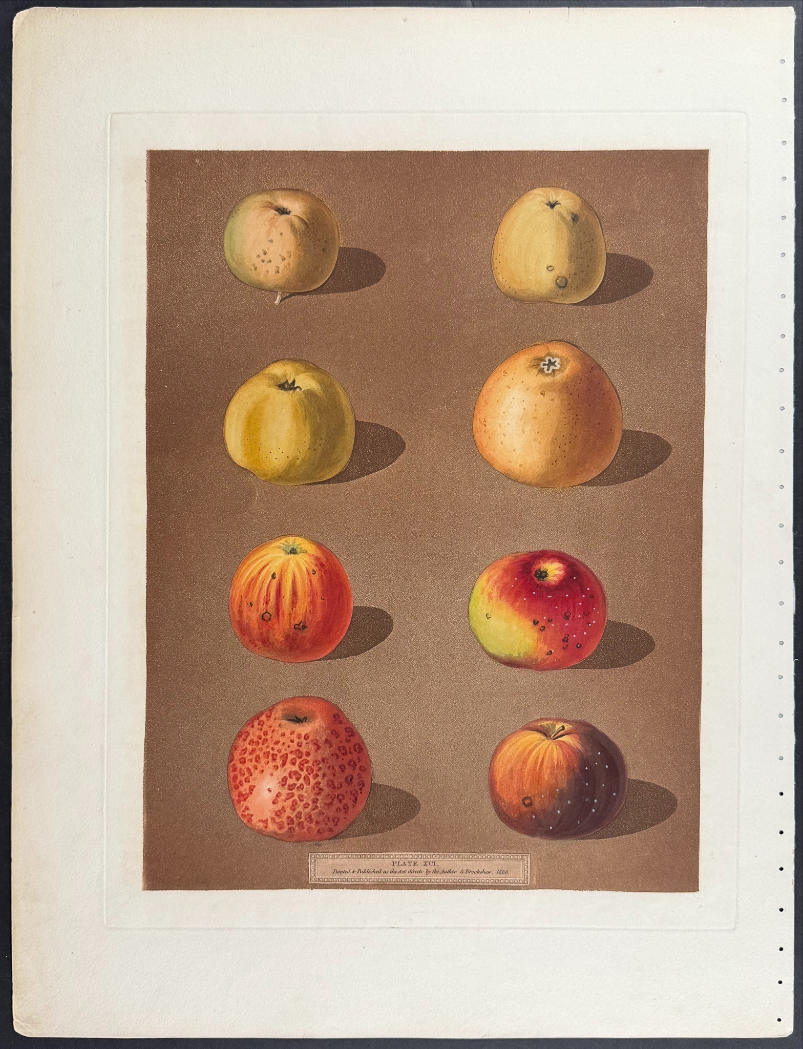 Brookshaw, Folio - 4 Fruit Engravings: