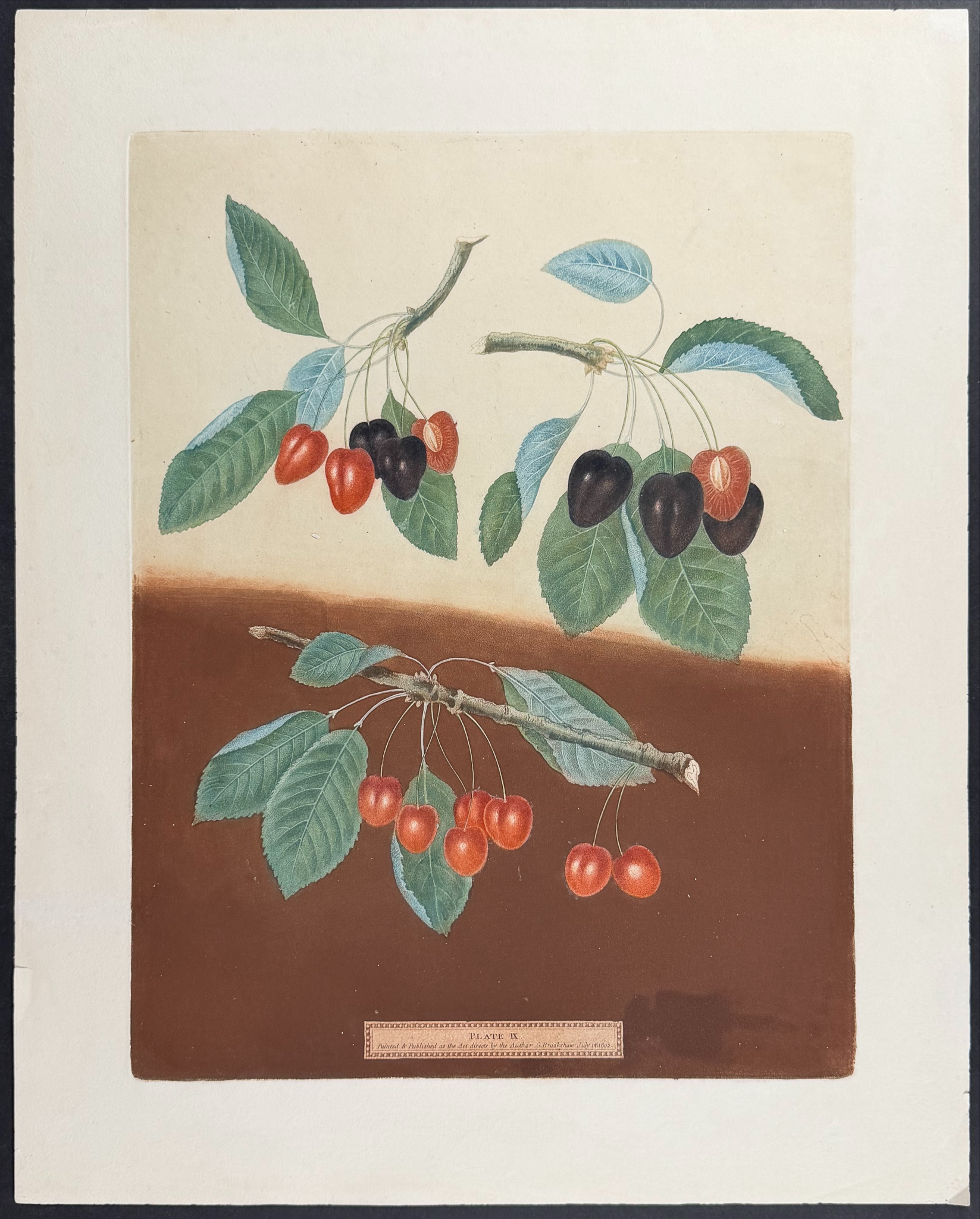 Brookshaw, Folio - 4 Fruit Engravings: