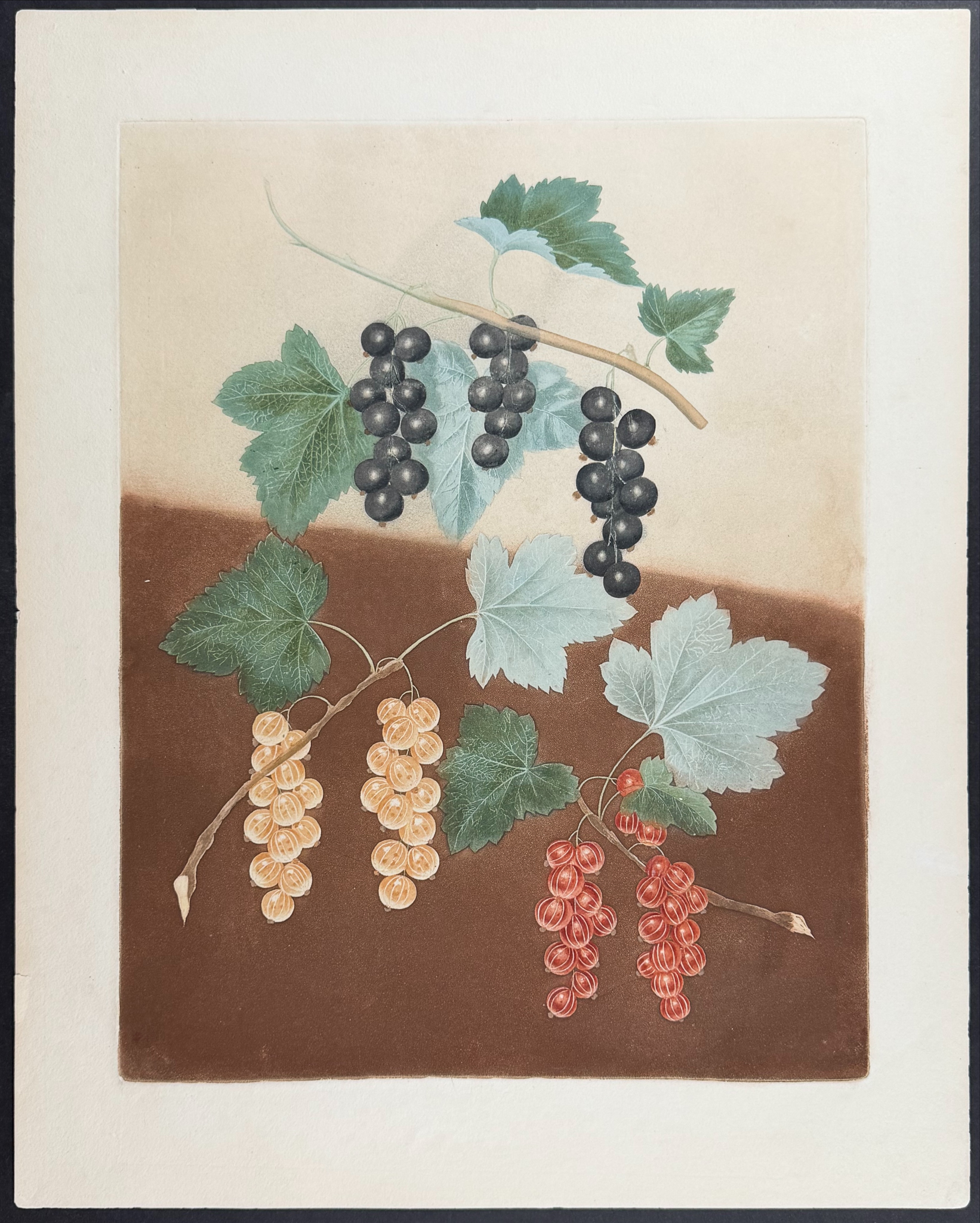 Brookshaw, Folio - 4 Fruit Engravings: