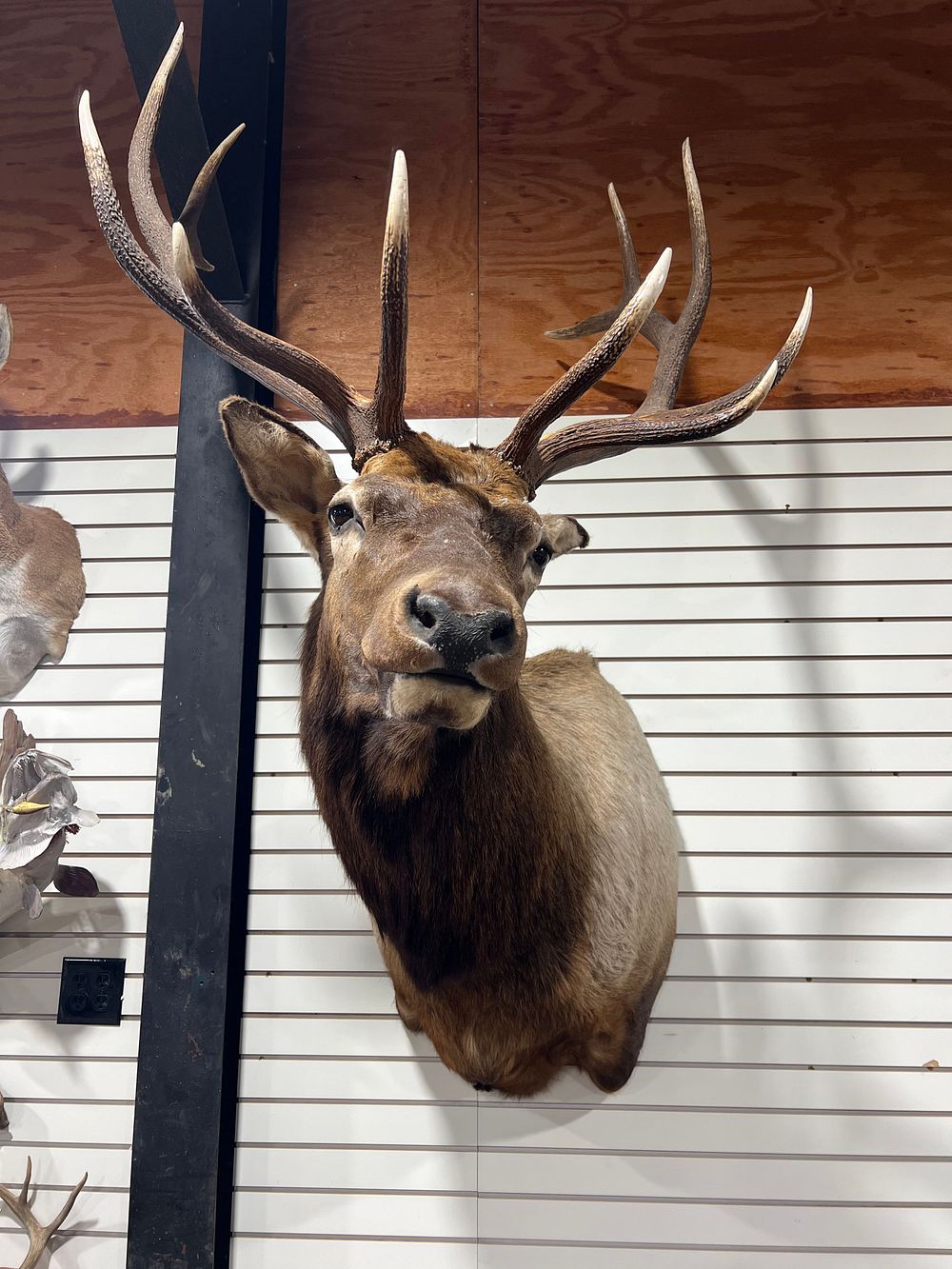 Tyler Faulk Auctioneer, LLC | Auction 061326 | 6.13.26 SPORTSMAN AUCTION