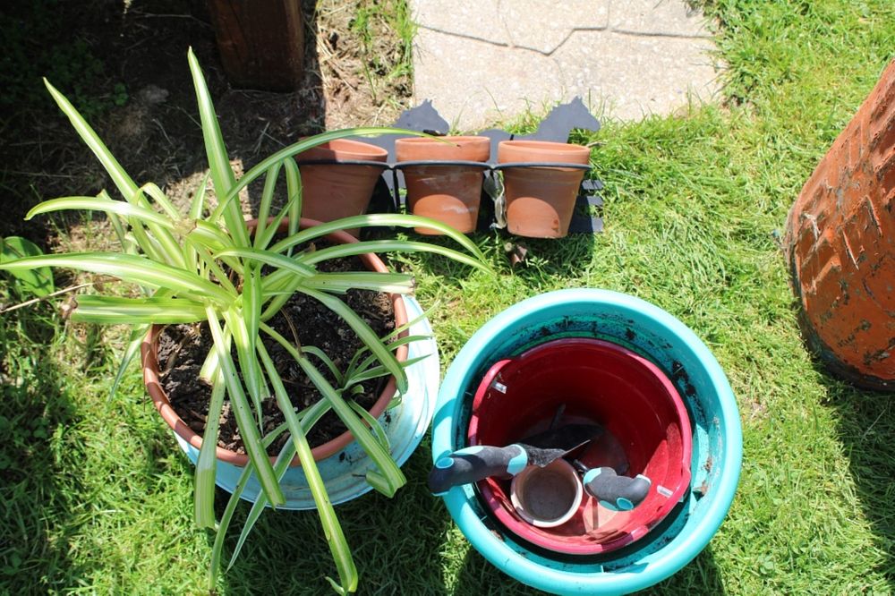 Lot 319: PLANT AND PLANTERS