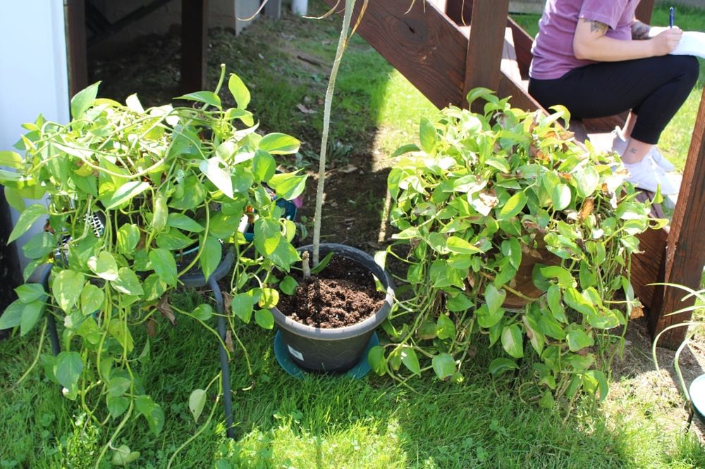 Lot 320: 3 INDOOR PLANTS