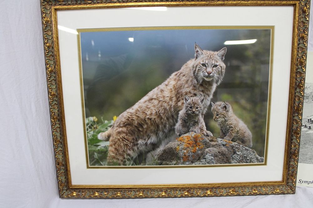 Lot 107B: LOVELY BOBCAT PICTURE