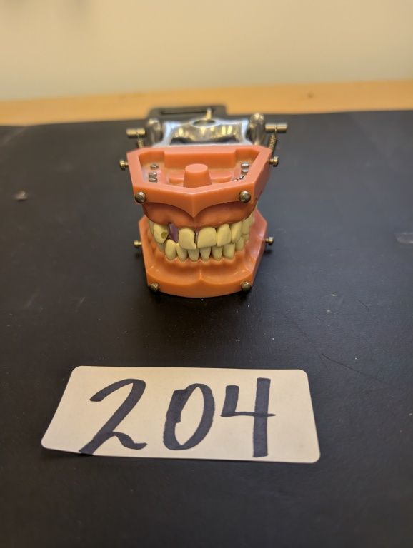 Lot 204: DENTAL TYPODONT MODEL