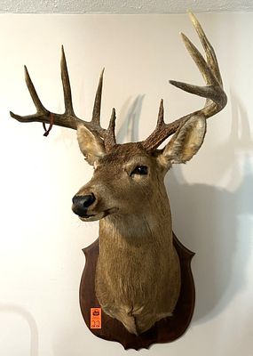 MOUNTED DEER HEAD. 10 POINT BUCK