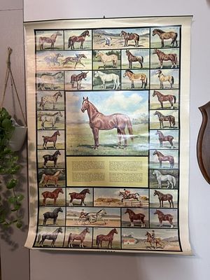 VINTAGE HORSE POSTER FEAT. MAN O WAR. B & B DIV. STAND PCK'G. CORP.,U.S.A