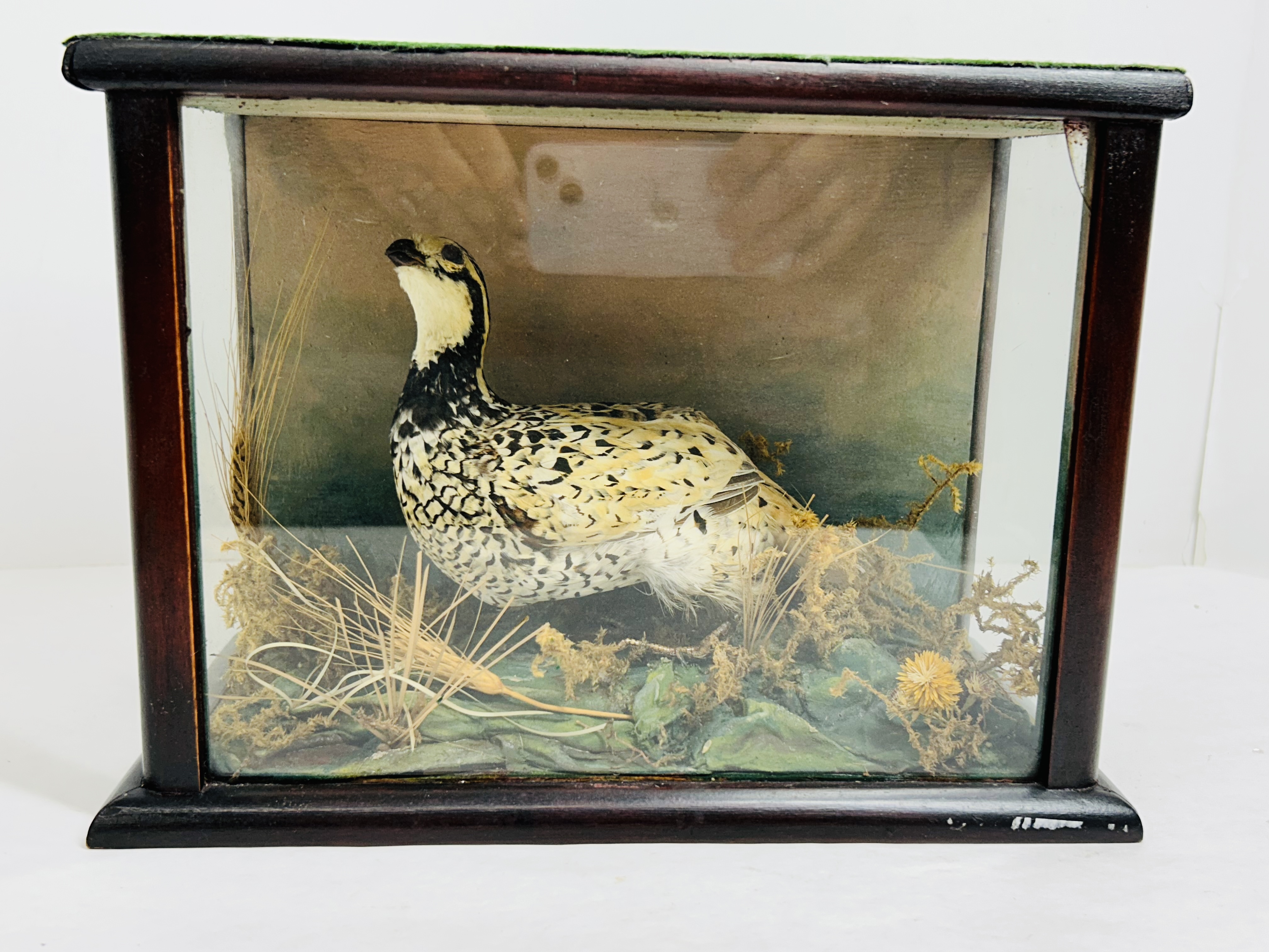 BLACK GROUSE TAXIDERMY VITRINE, C. 1920