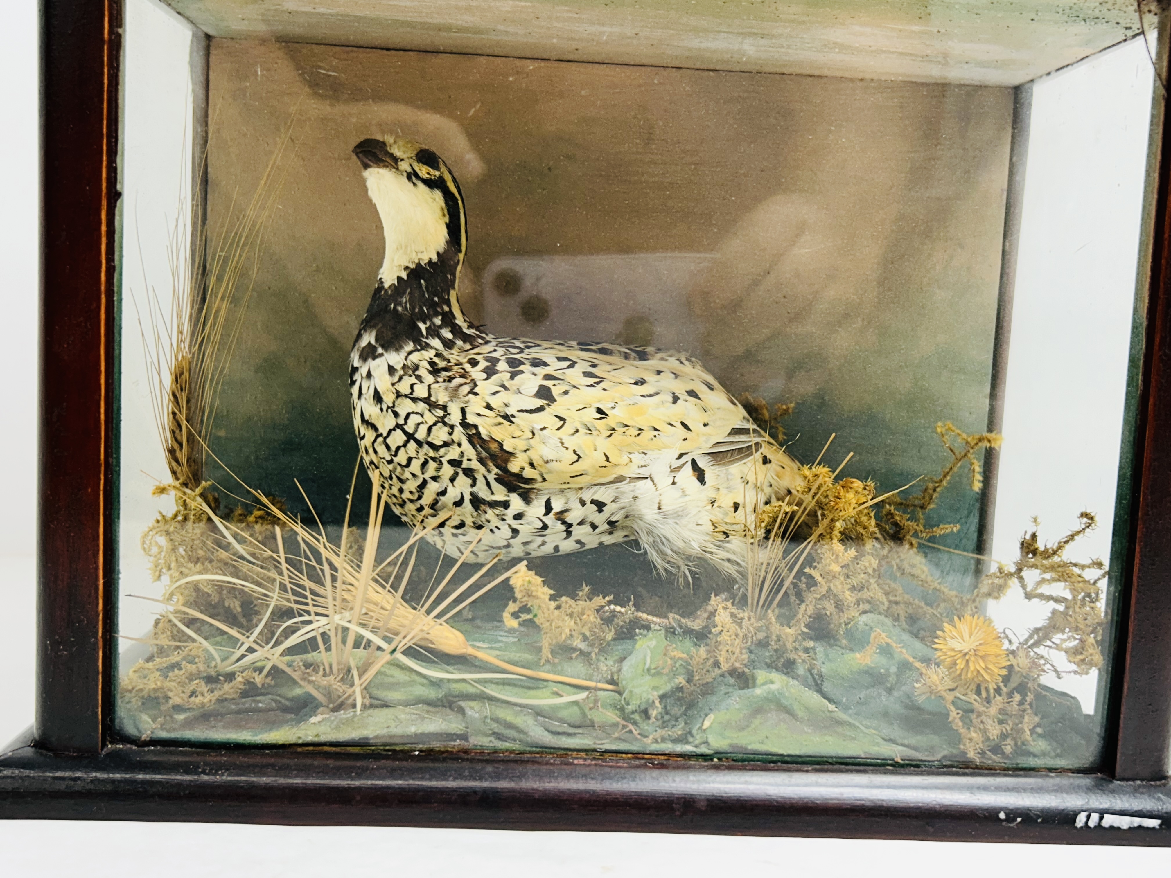 BLACK GROUSE TAXIDERMY VITRINE, C. 1920