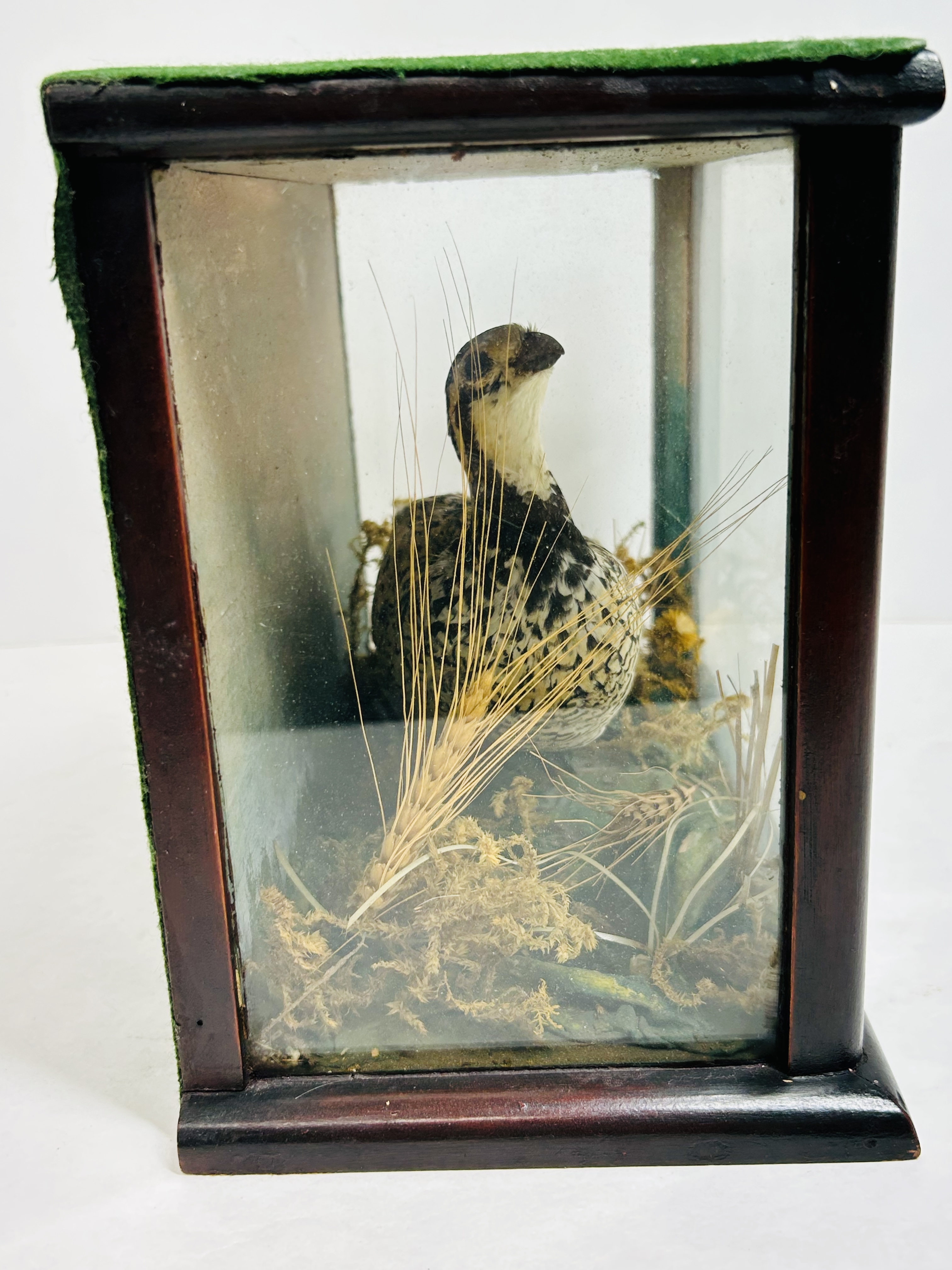 BLACK GROUSE TAXIDERMY VITRINE, C. 1920