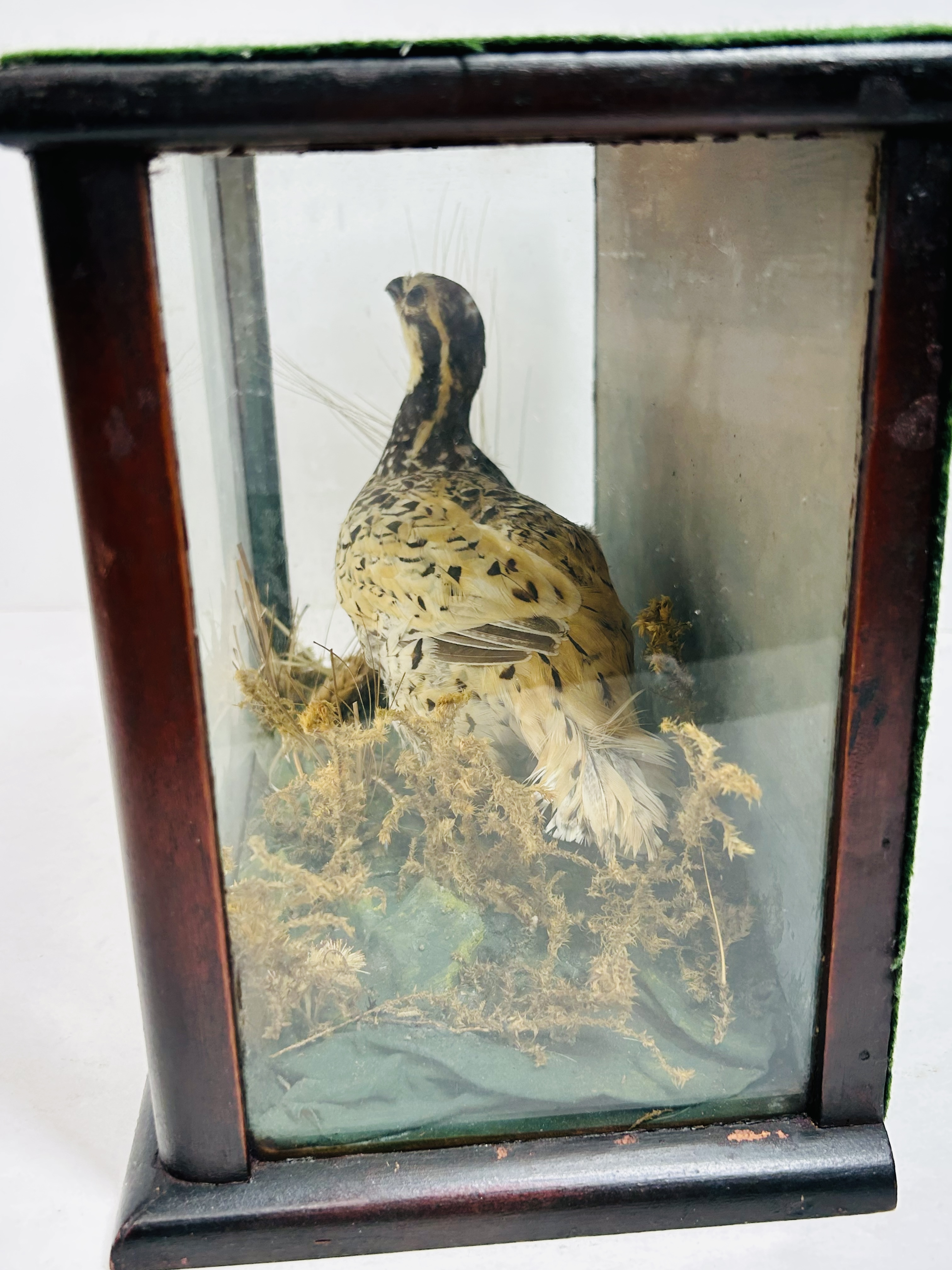BLACK GROUSE TAXIDERMY VITRINE, C. 1920