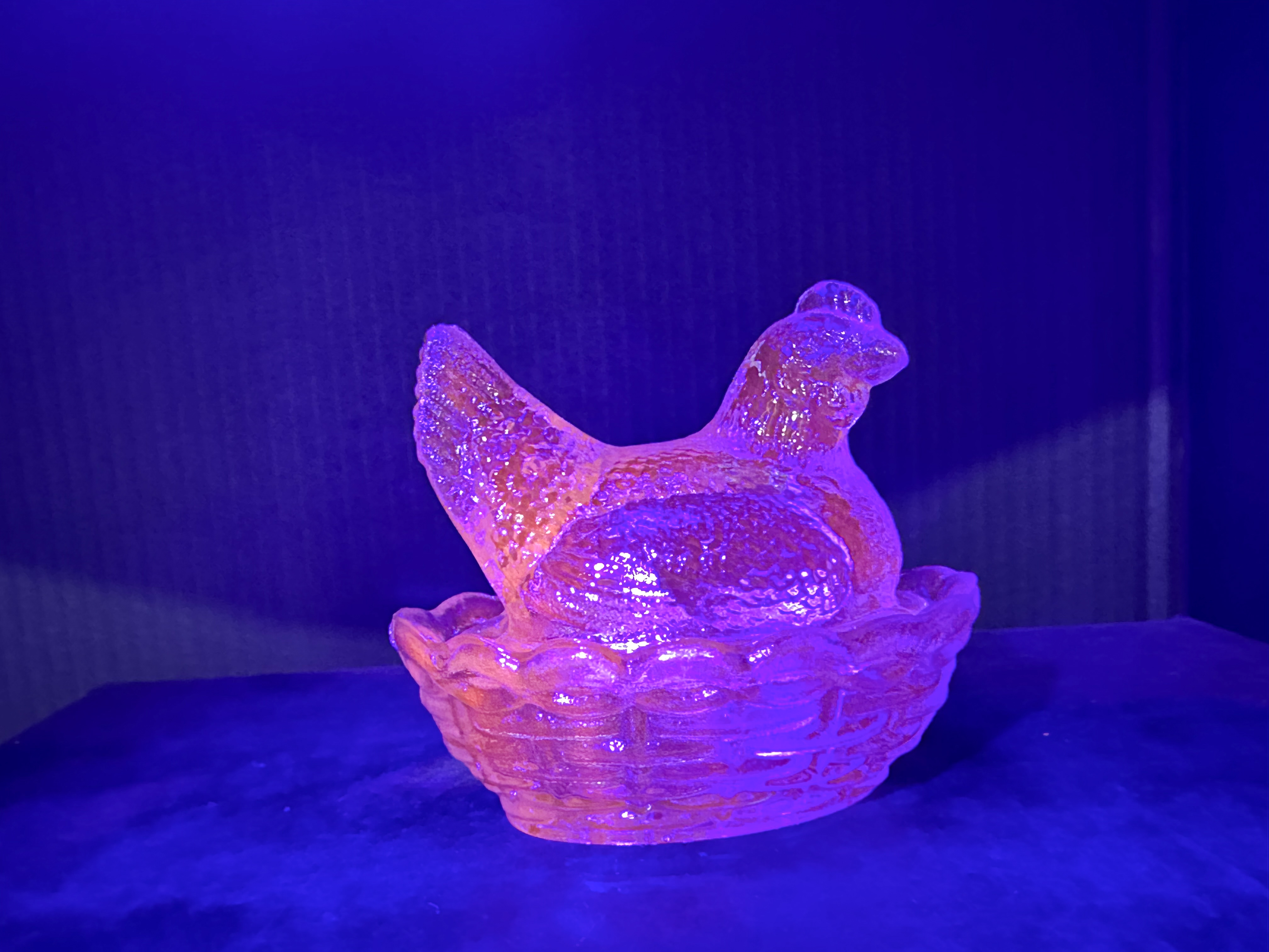 MOSSER TEAL HEN ON NEST