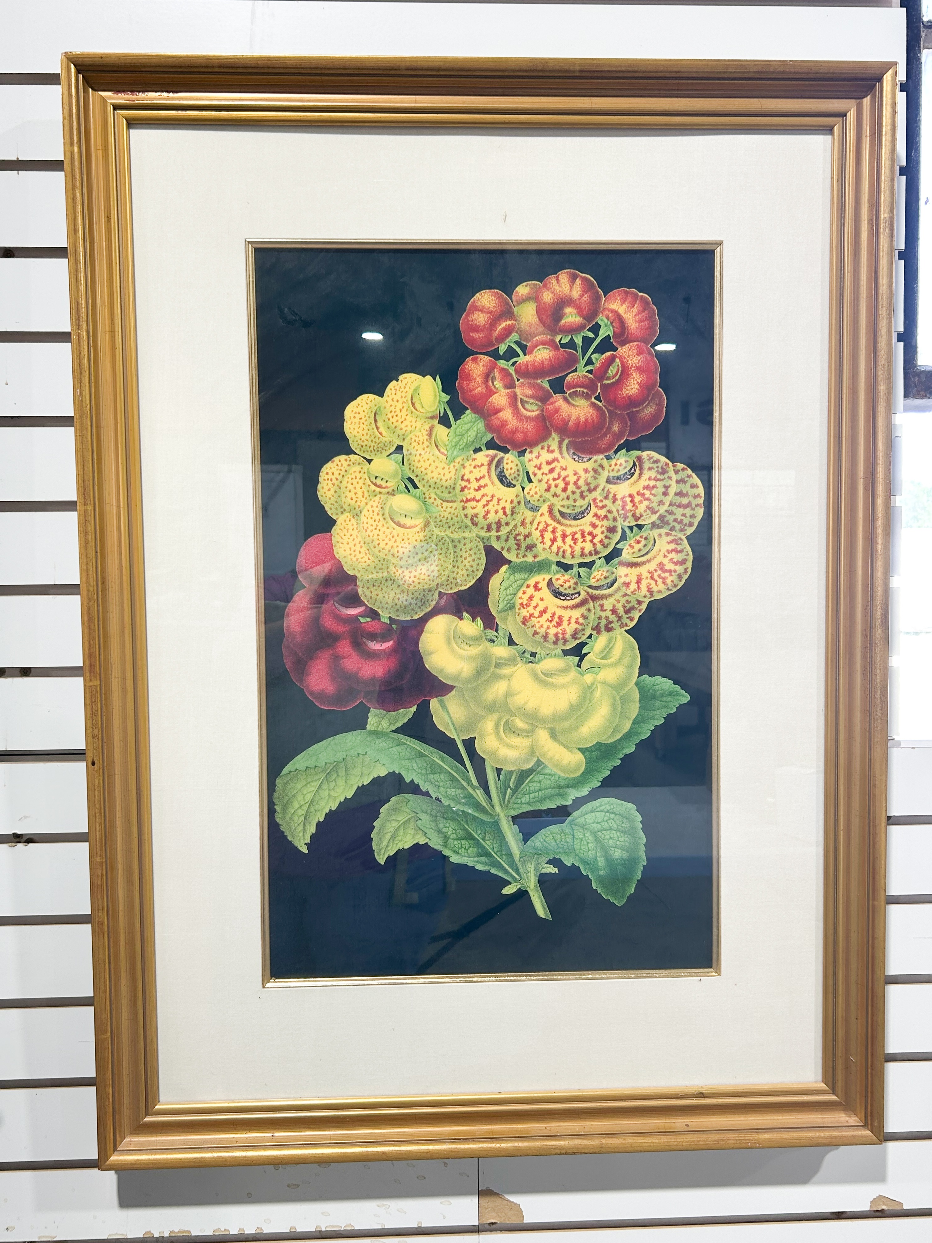 FRAMED CALCEOLARIA BOTANICAL LITHOGRAPH