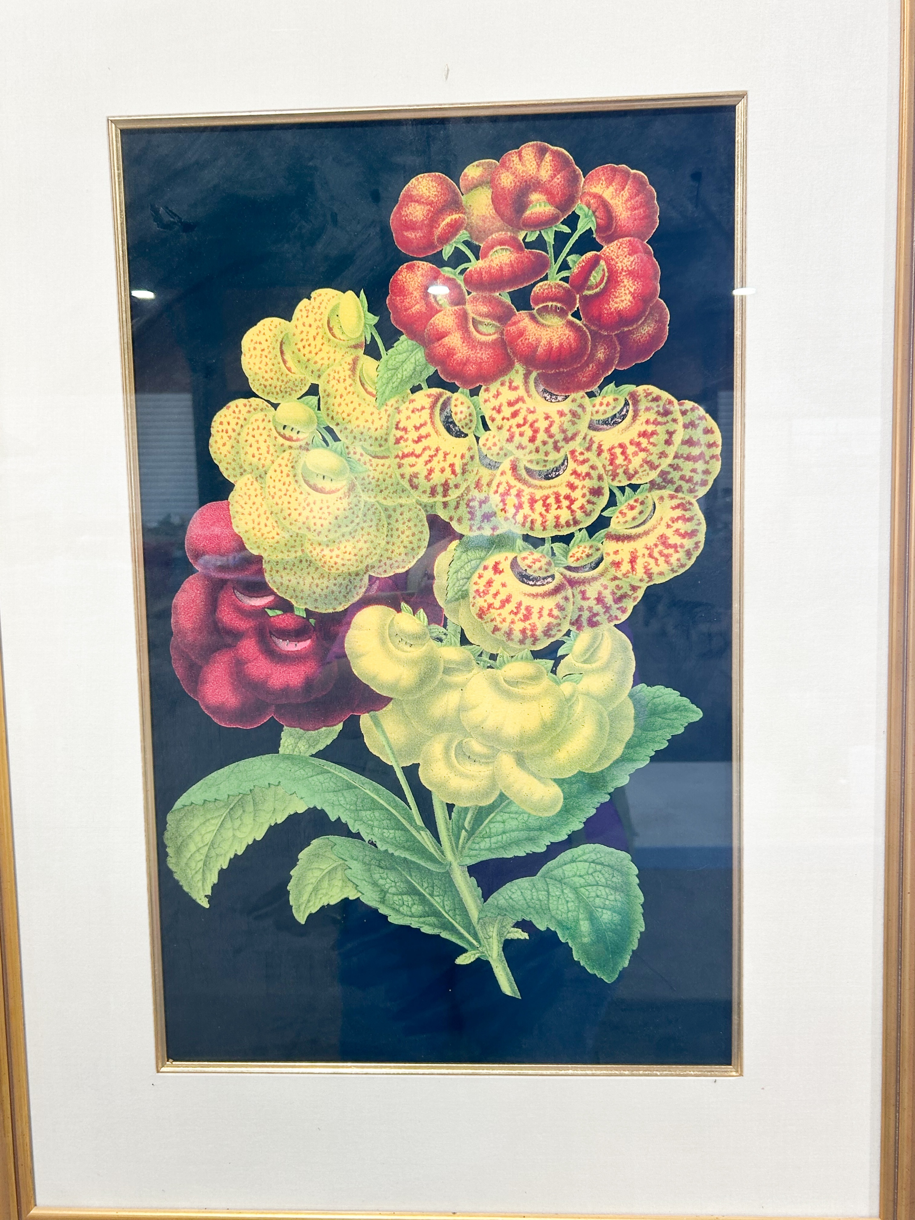 FRAMED CALCEOLARIA BOTANICAL LITHOGRAPH