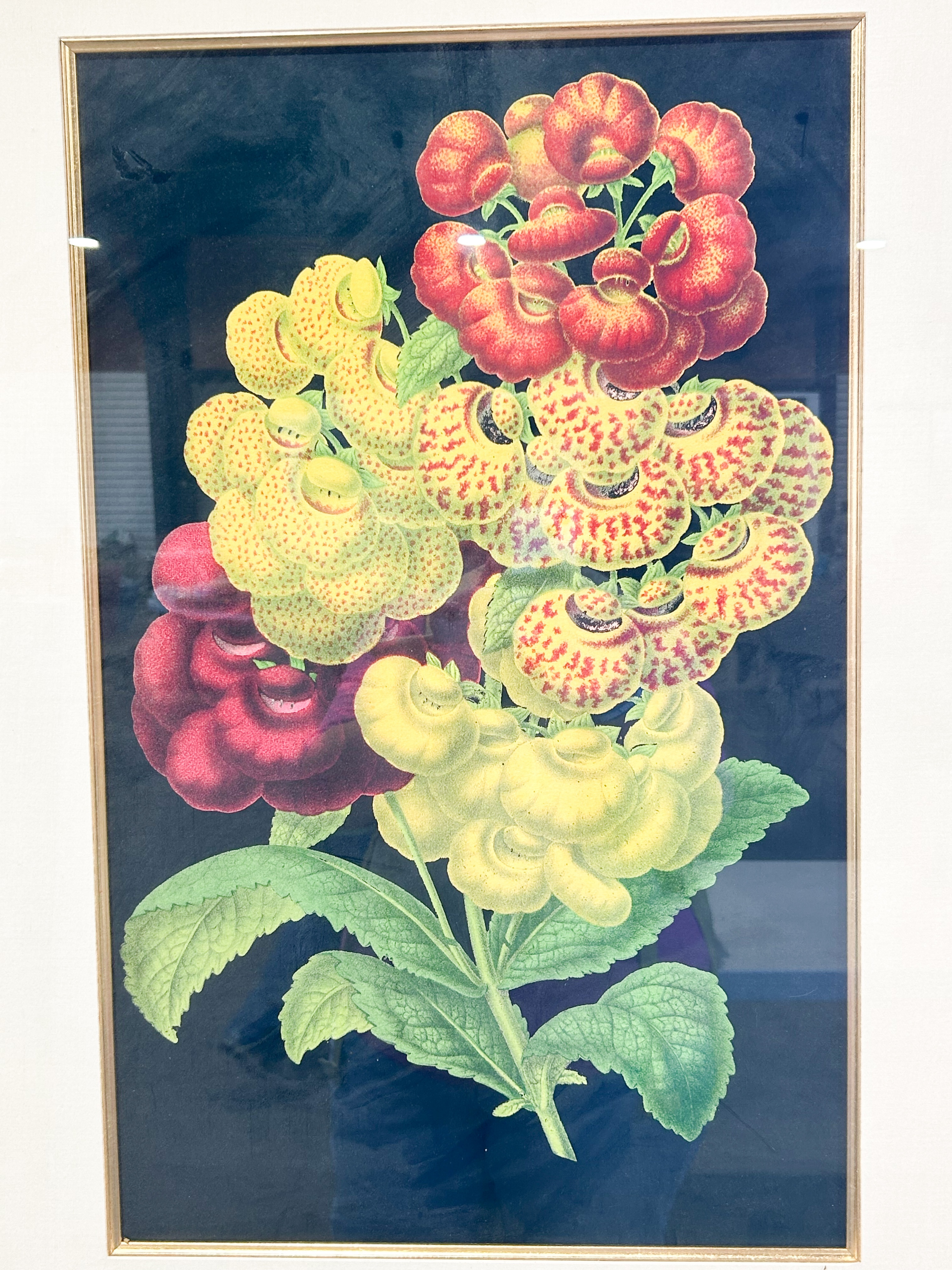 FRAMED CALCEOLARIA BOTANICAL LITHOGRAPH