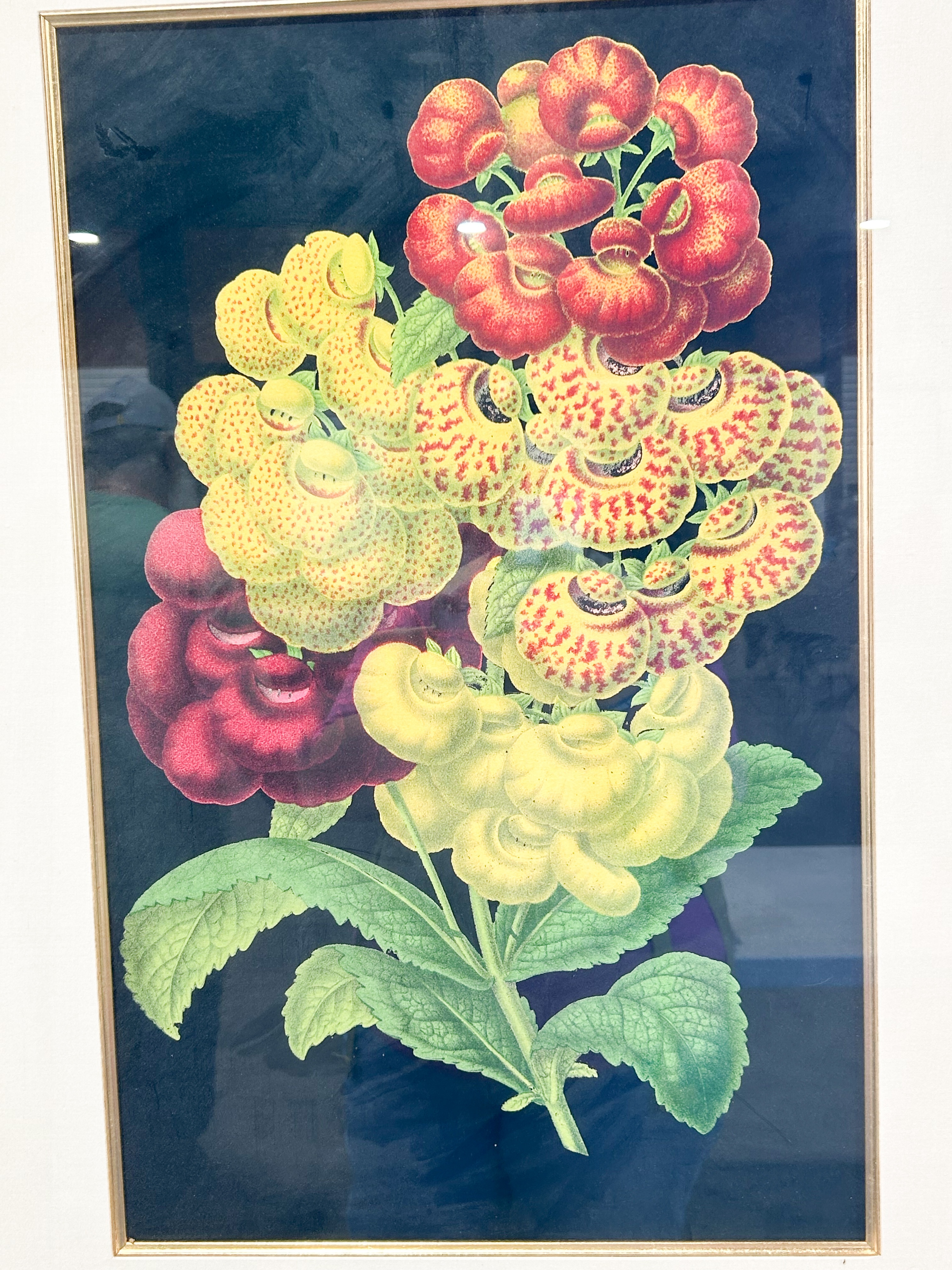 FRAMED CALCEOLARIA BOTANICAL LITHOGRAPH