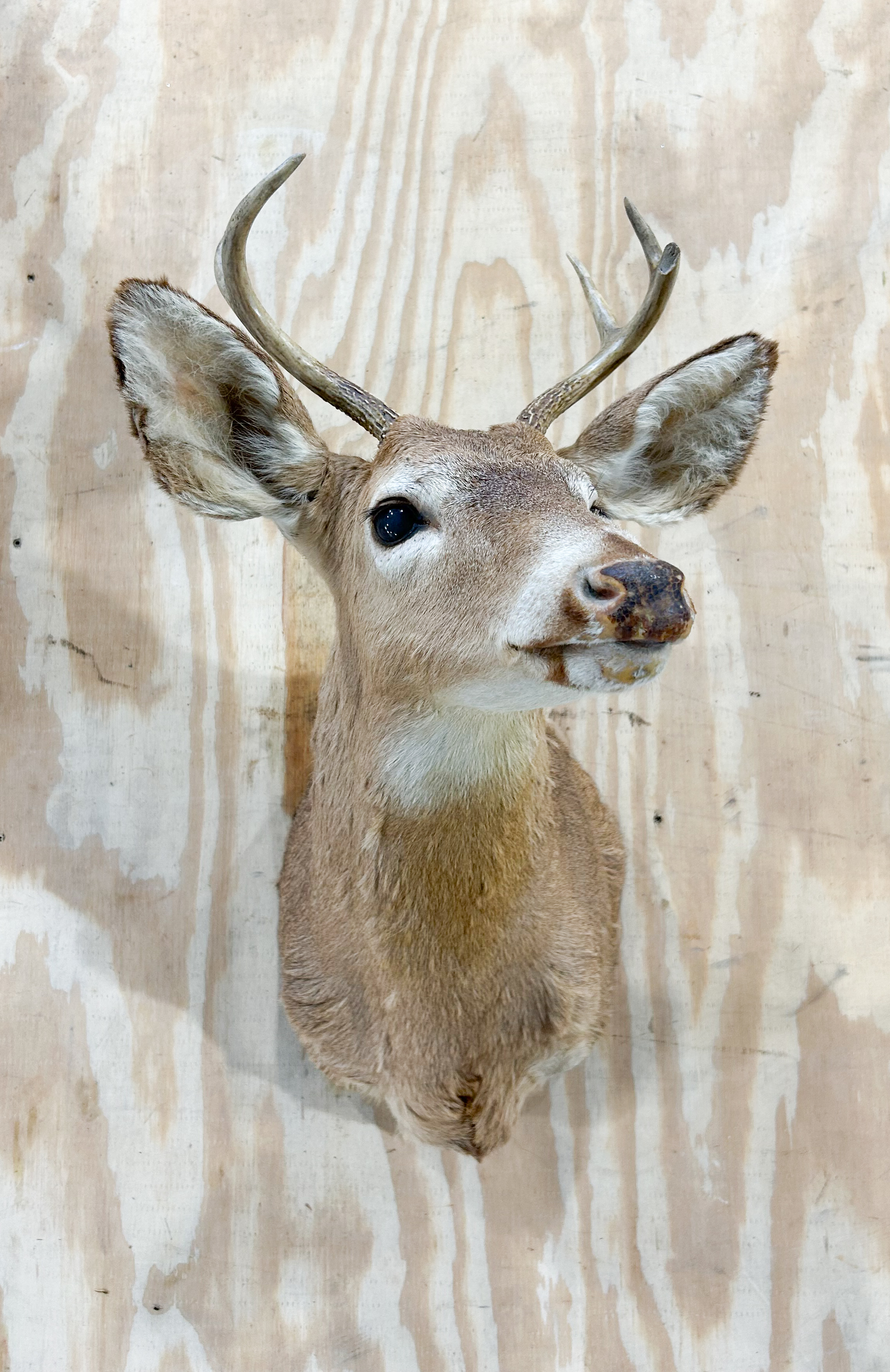 DEER TAXIDERMY SHOULDER MOUNT